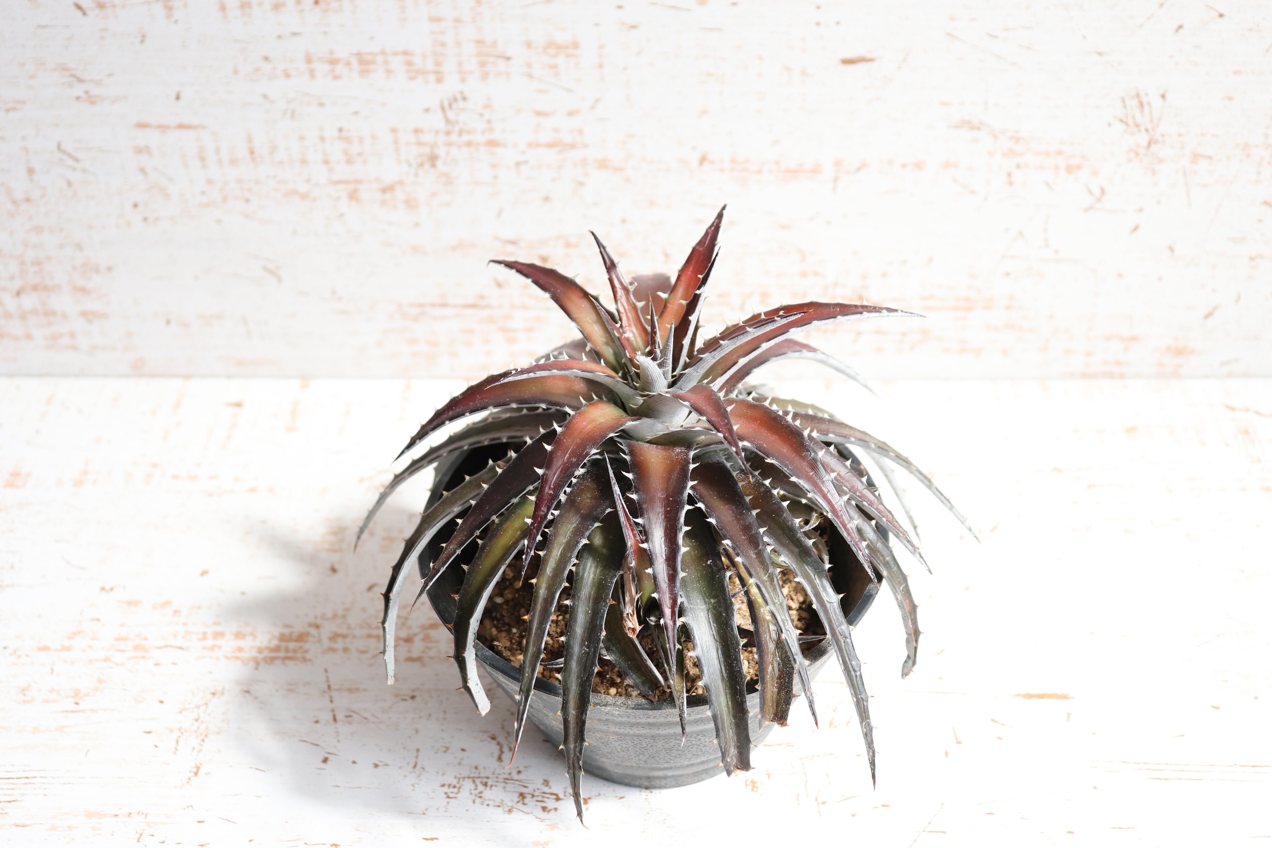 送料無料】picante〔ディッキア〕現品発送D0003 | plane plants