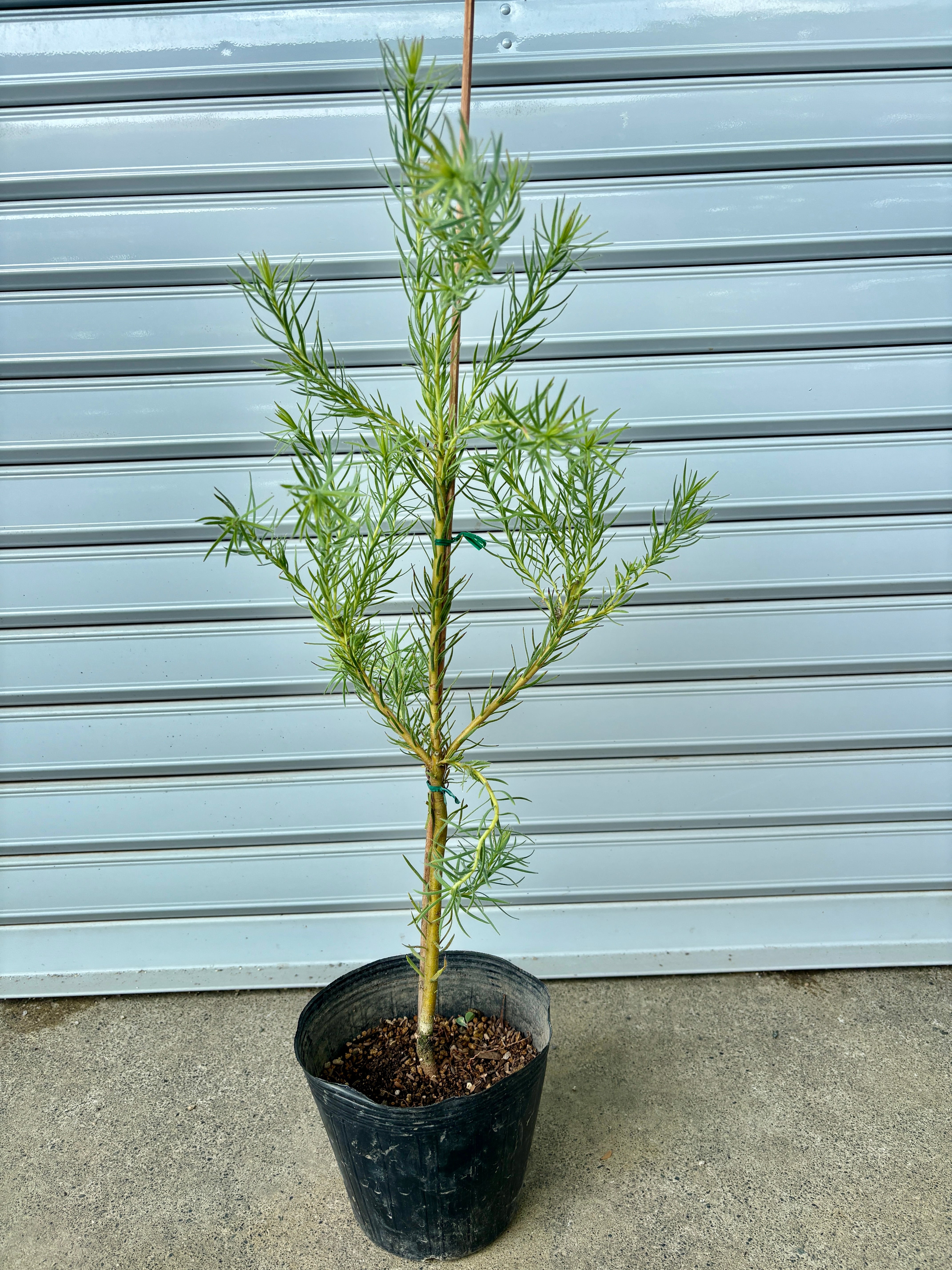 salmon様専用_ハオルチア_アイスキューブ アリ・トゥルネン 石のアイス