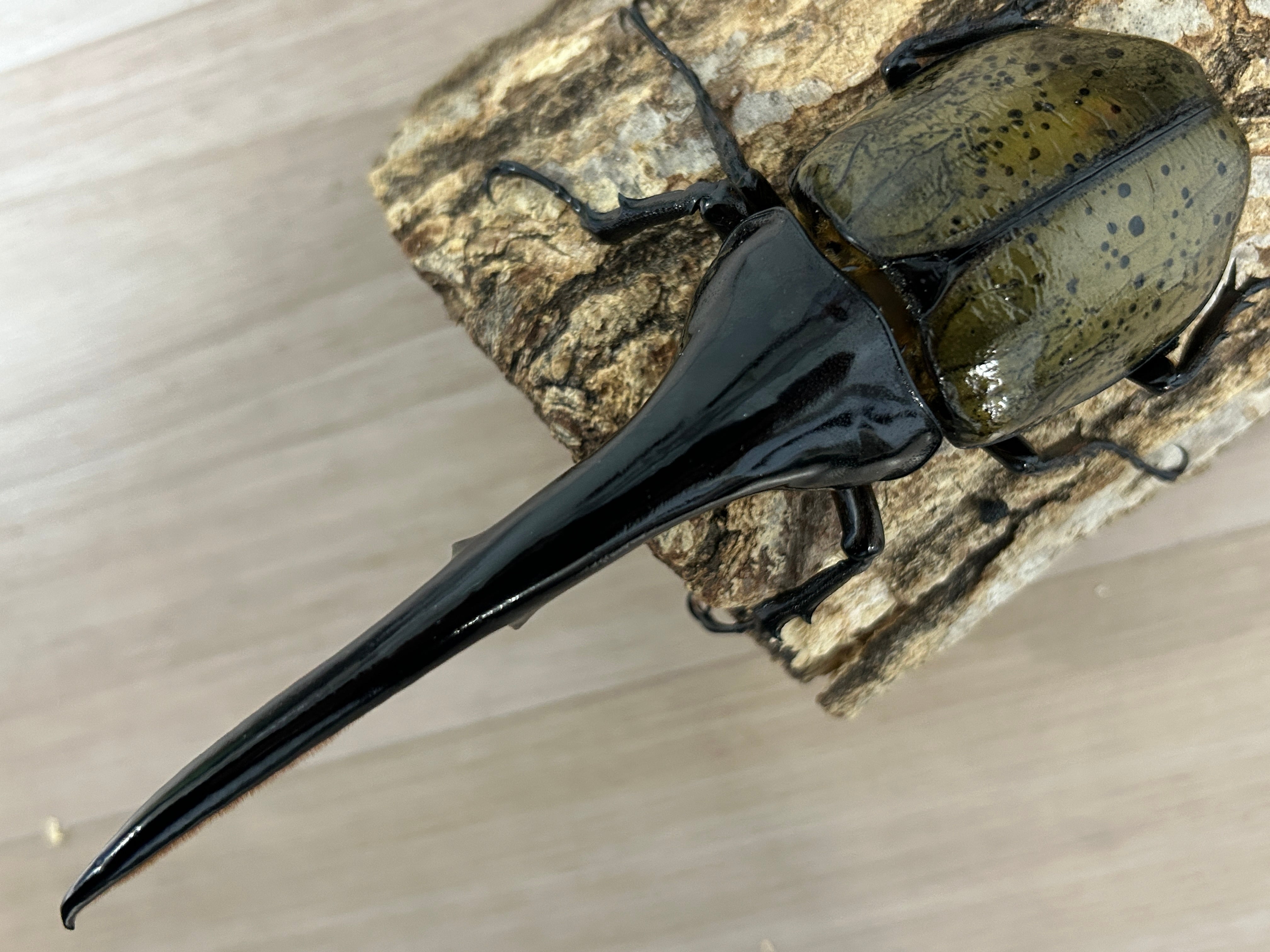 種親に！】ヘラクレスオオカブト ♂167.7mm 《31A×momo835》 | アート