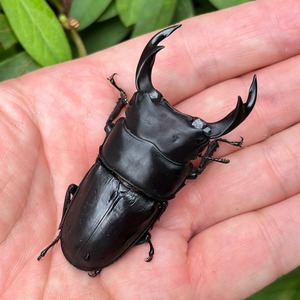 【稀少産地・新成虫】秋田県仙北市田沢湖産オオクワガタペアF1個体（♂64mm） ＃7051