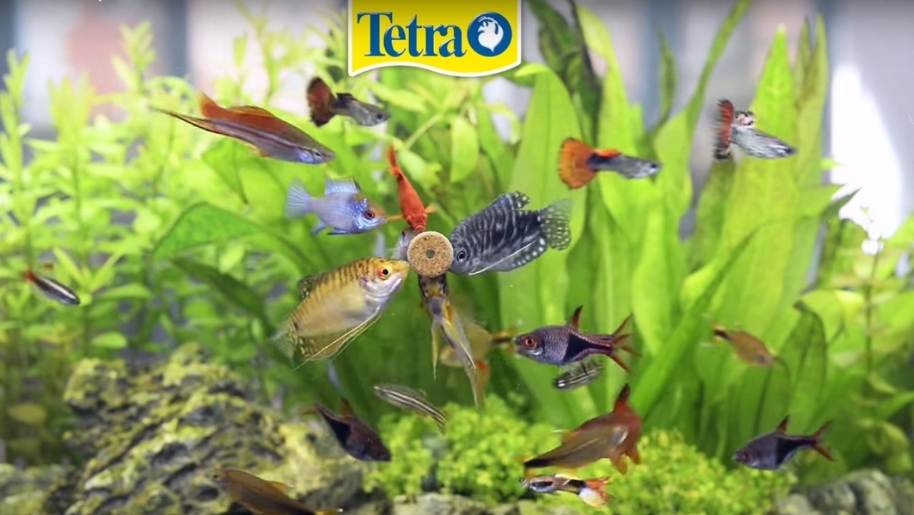 テトラ (Tetra) テトラファンチップス20錠