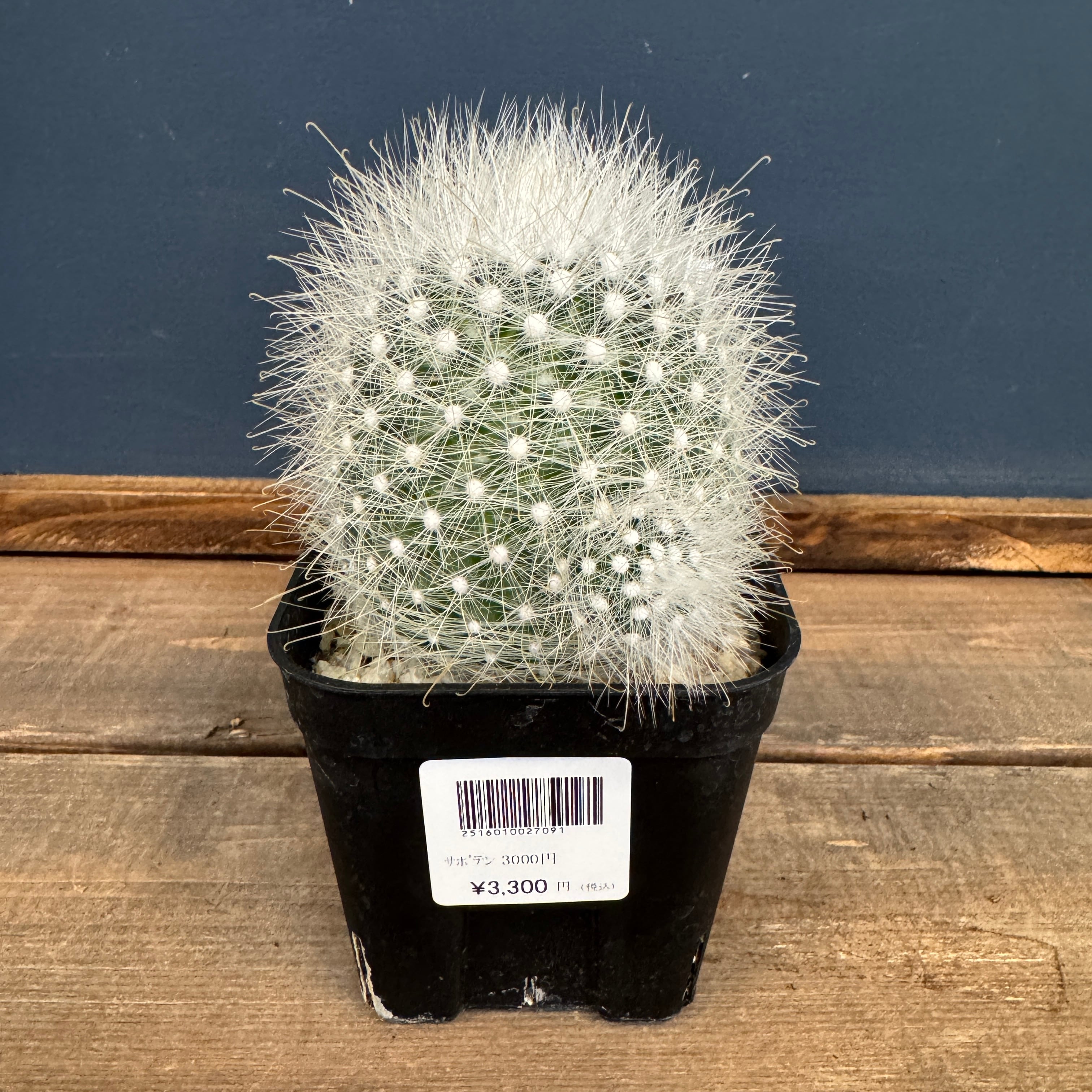 サボテン | PROTOLEAF プロトリーフ