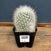 サボテン マミラリア 月宮殿【794】