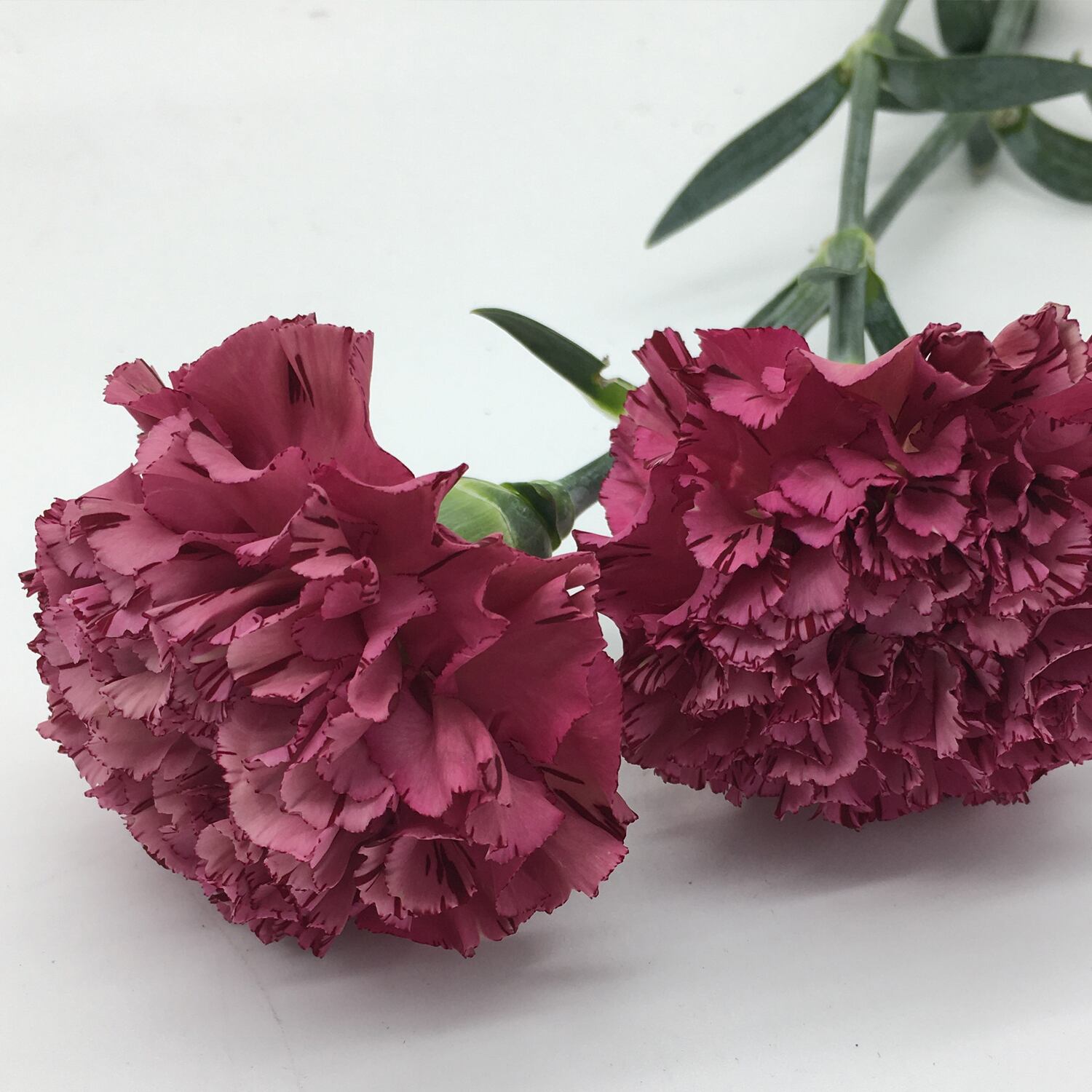 カーネーション 25本【可憐で華やか＆ボリューム感】☆フラワーロス