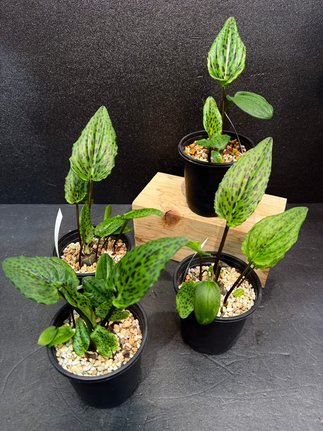 アロカシア・マハラニ 3号 | 観葉植物と雑貨のお店 VIVAGREEN