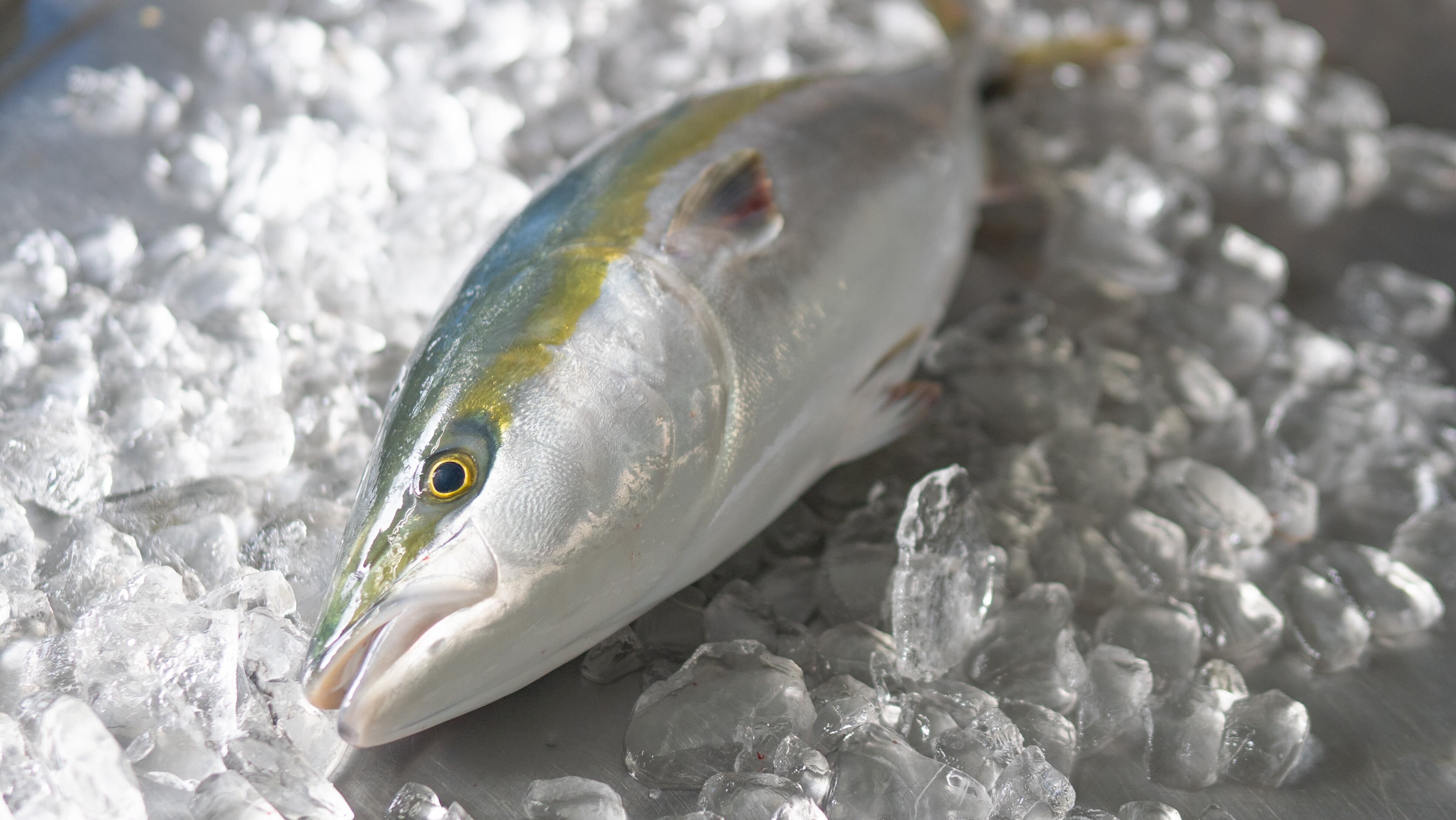 養殖ブリ活〆まるごと１本 6kg以上 高知県大月町の特産品通販 おおつきマルシェ