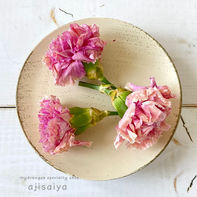 生花のような カーネーション ヘッド ベージュピンク ドライフラワー ビバーチェ 1輪 自然素材こわけ専門店 あじさいや