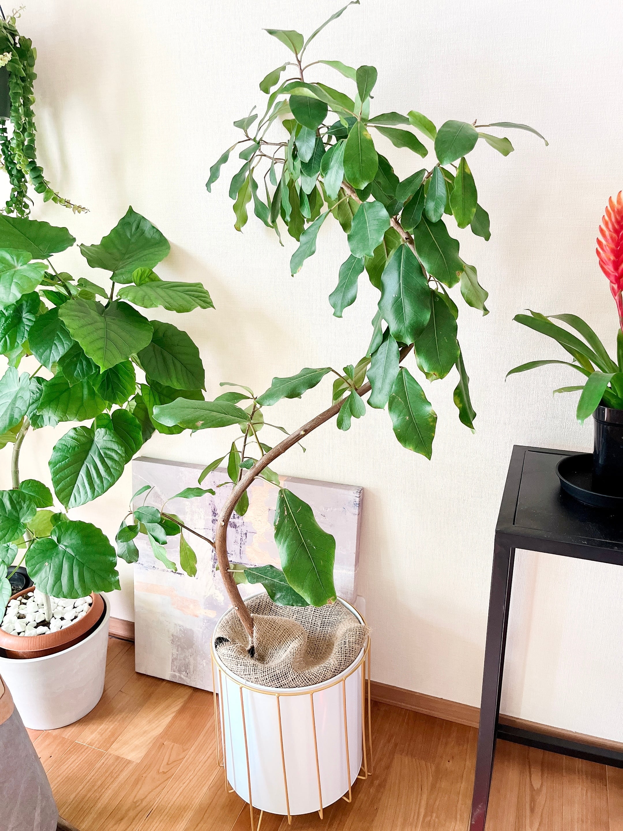 観葉植物 フィカス リン 希少 A