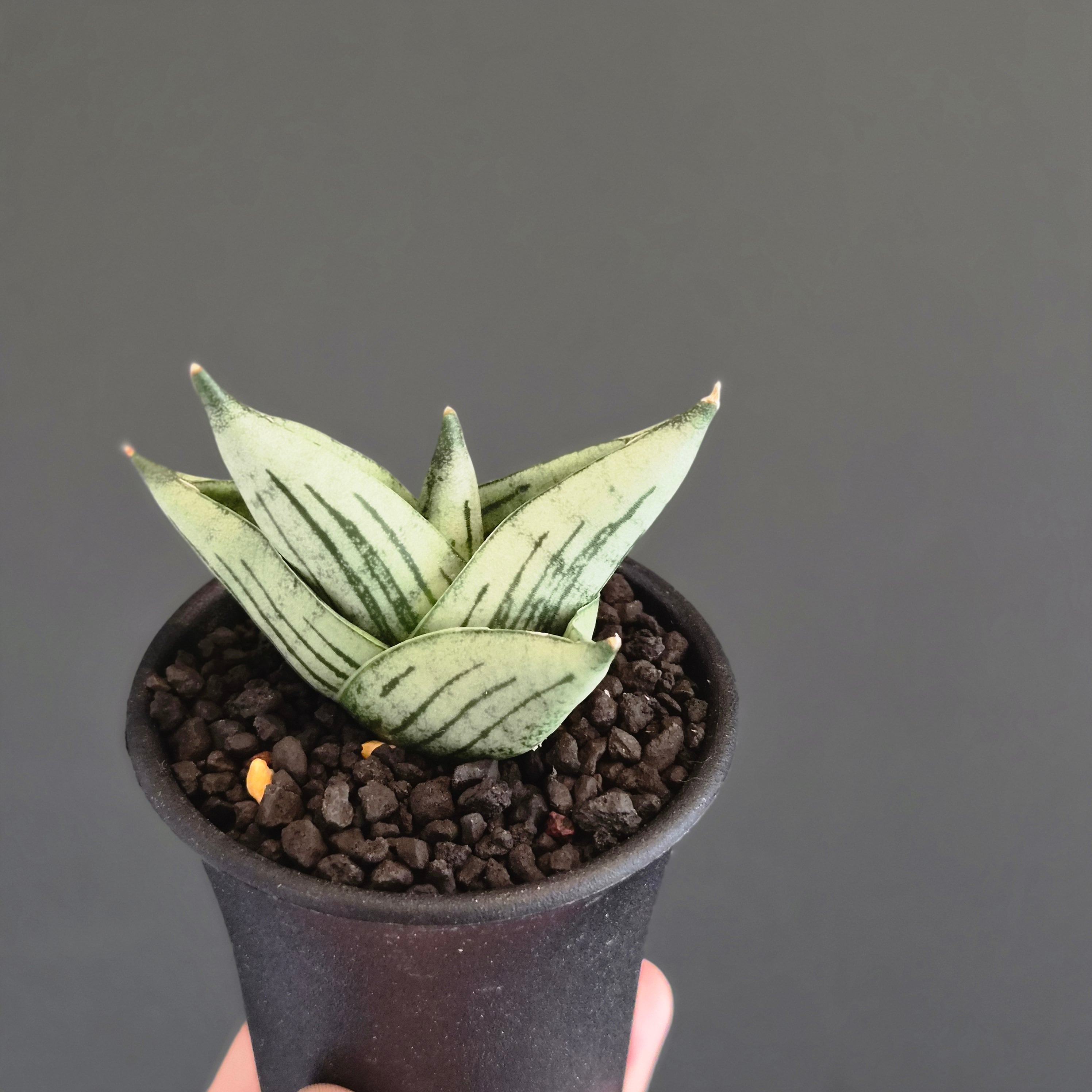 サンスベリア・ルーキー（Sansevieria Rookie） | Plants Baka