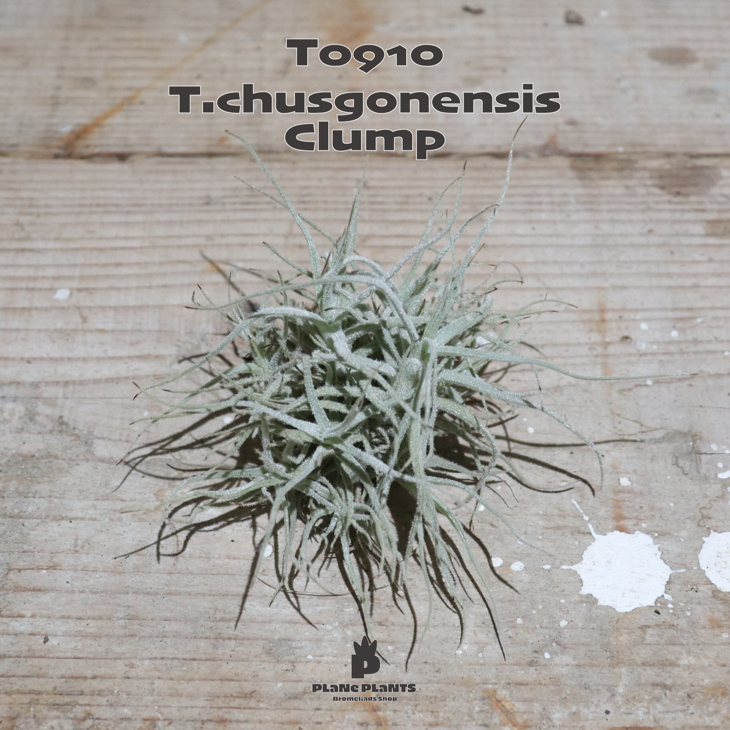 【送料無料】シュスゴネンシス クランプ 〔エアプランツ〕現品発送T0910