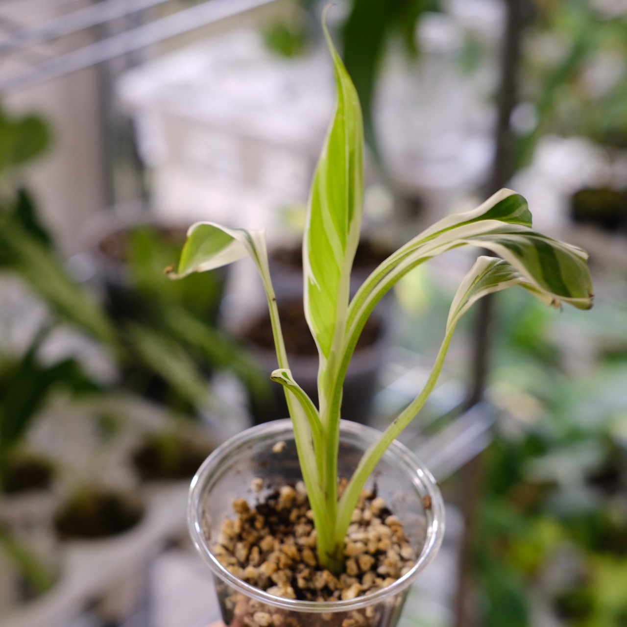 Banana Musa Ae Ae / ムサ アエアエ (斑入バナナ)