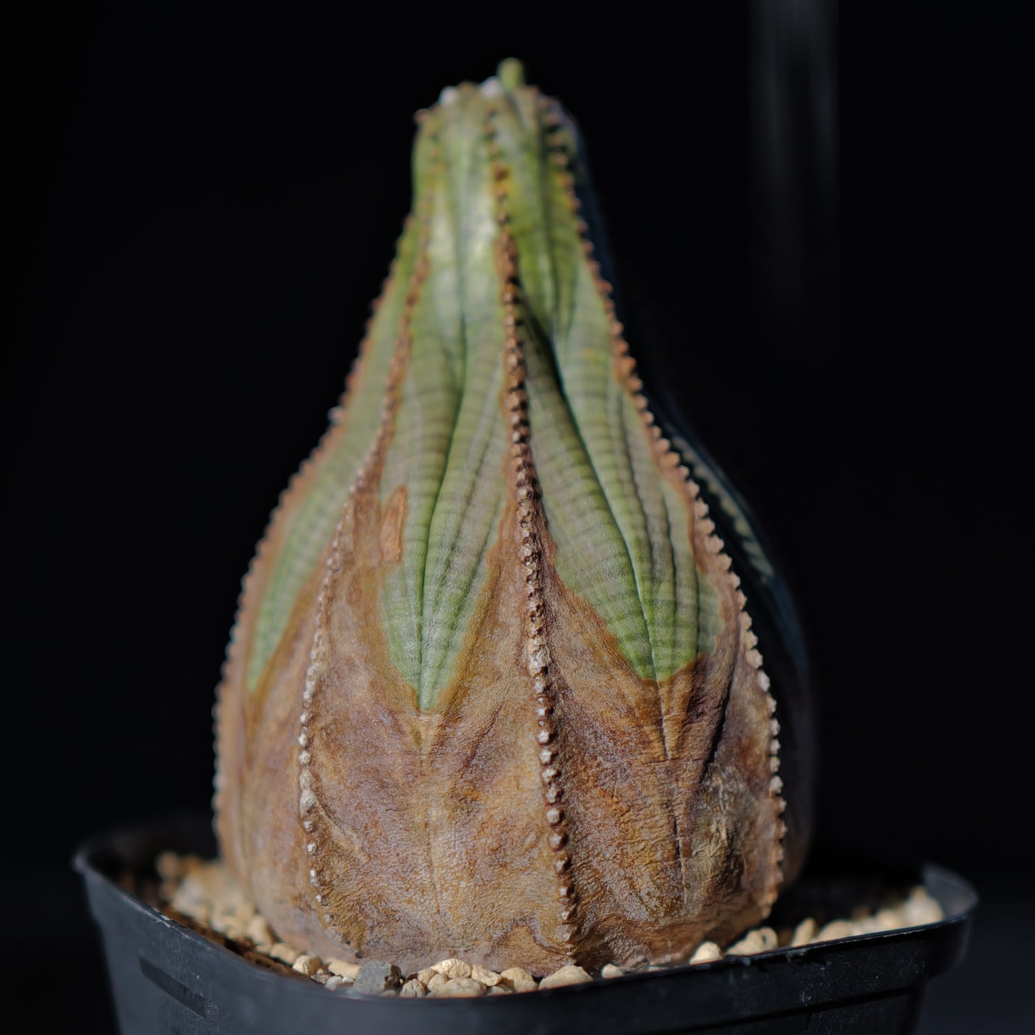 オス株 大株 7.3cm 美模様 マウンテン オベサ / 木質化 ユーフォルビア