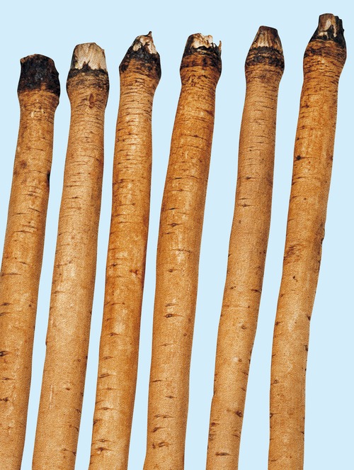 ゴボウ「滝野川１号」（20ml） 画像