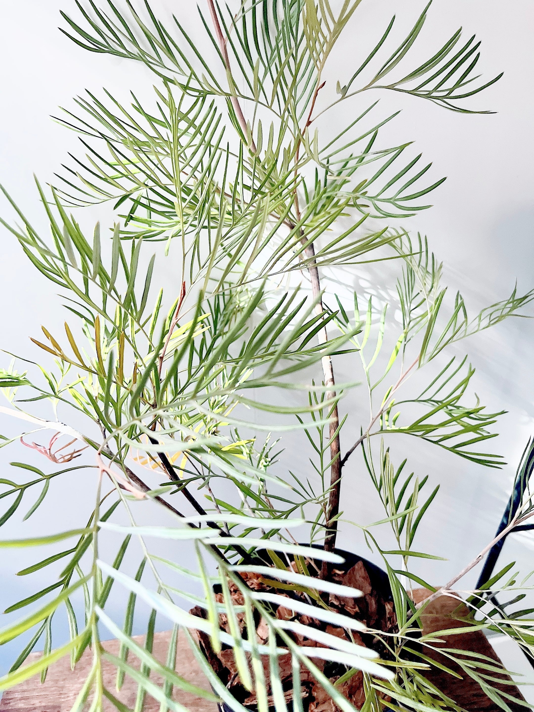 耐寒強 グレビレア カランドラジェム オージープランツ 観葉植物 calm 耐寒強 グレビレア カランドラジェム オージープランツ 観葉植物 calm