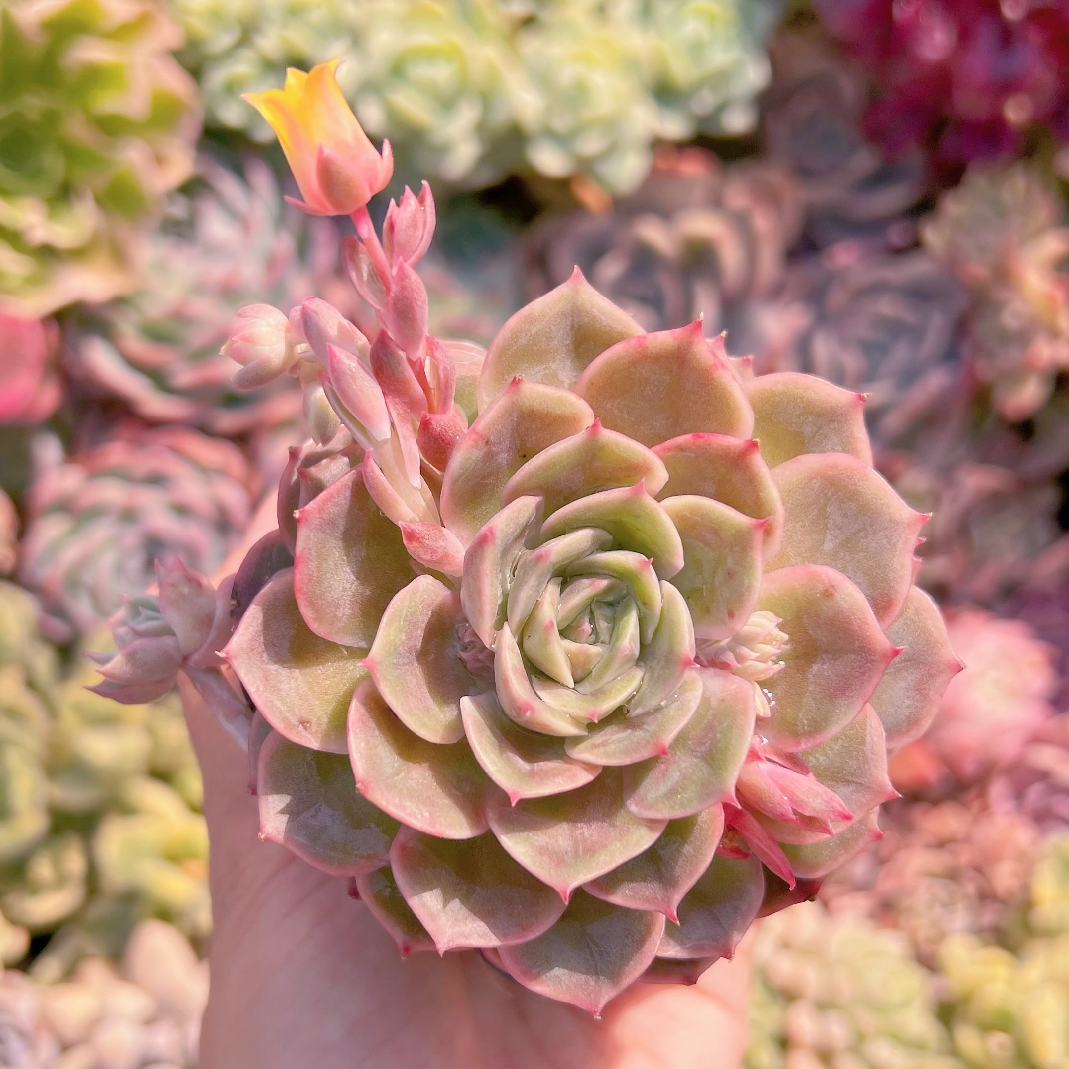 現品　オンスロー#2020　るる農園