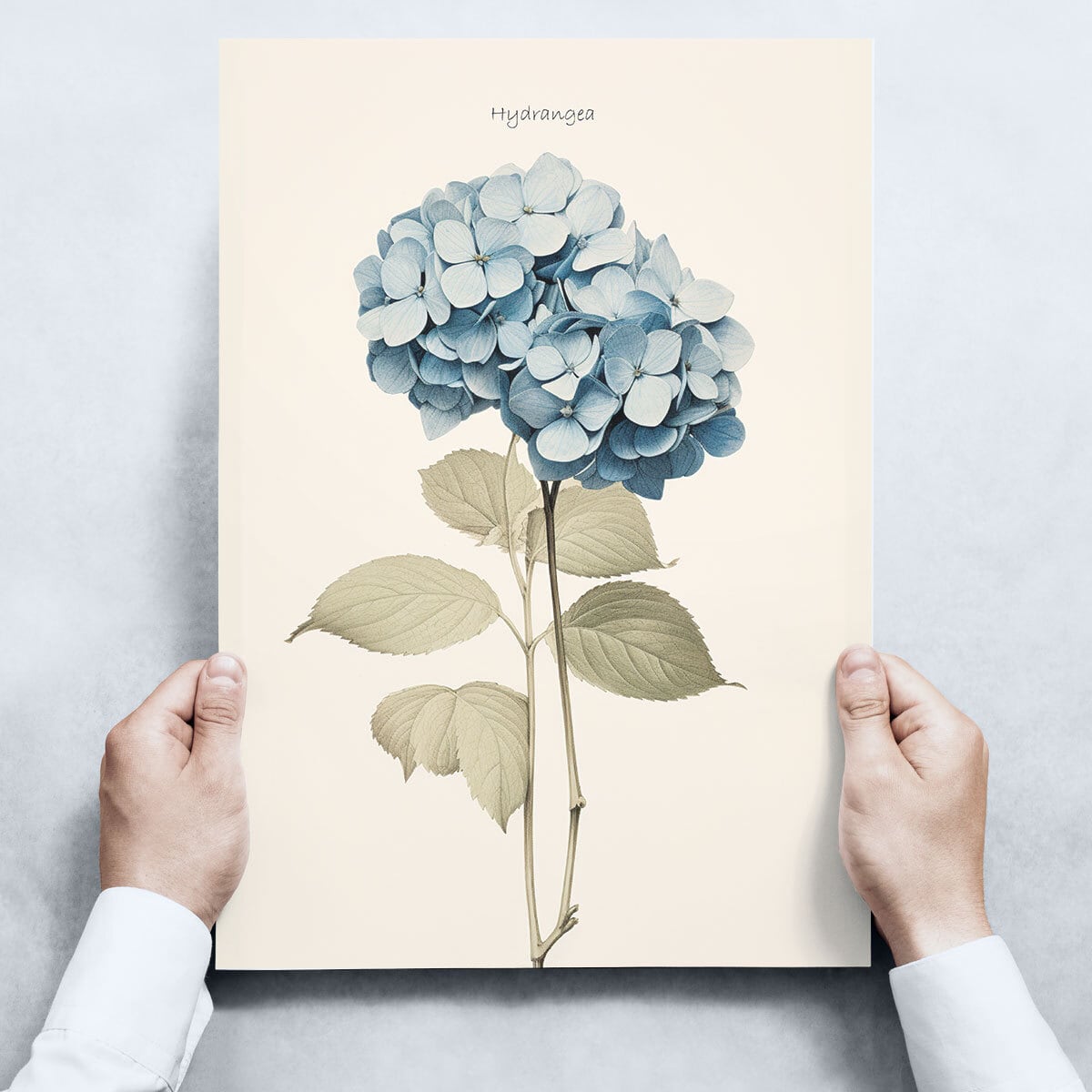 アートポスター / ”Hydrangea(アジサイ)” | Basel Art Street/アート