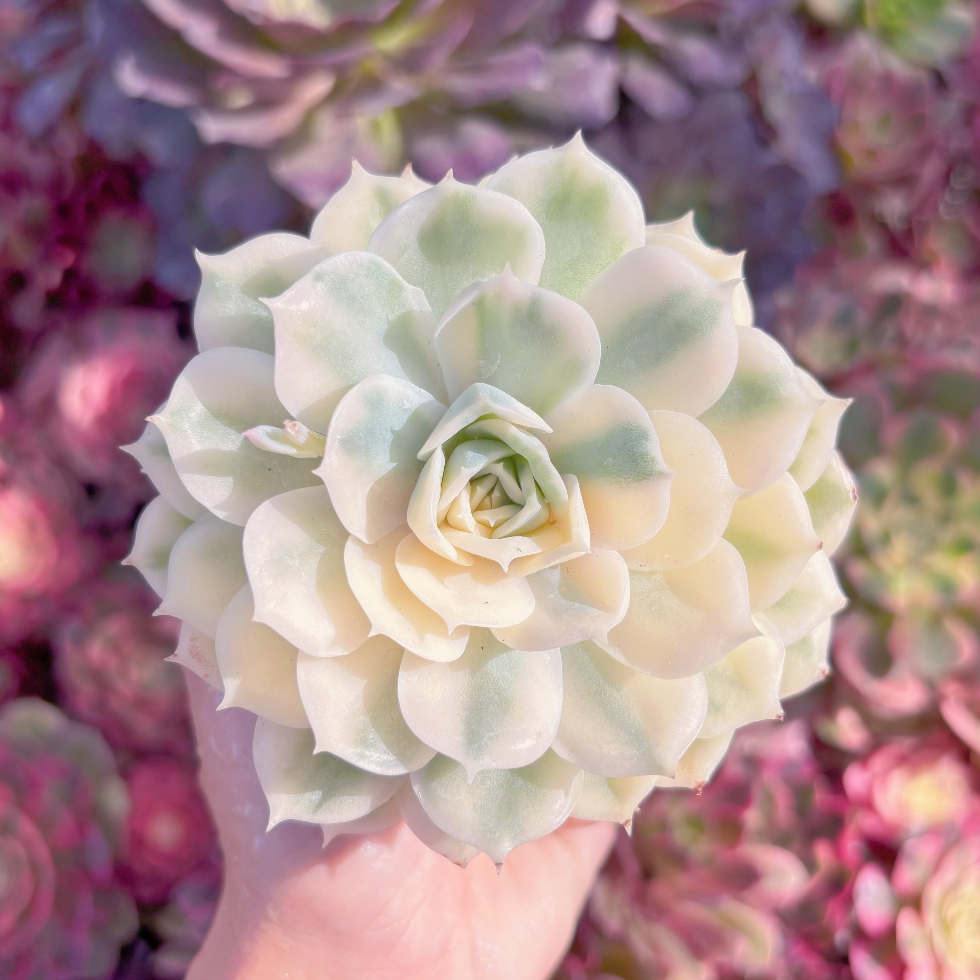 現品　オンスロー錦#K210　新入荷　るる農園