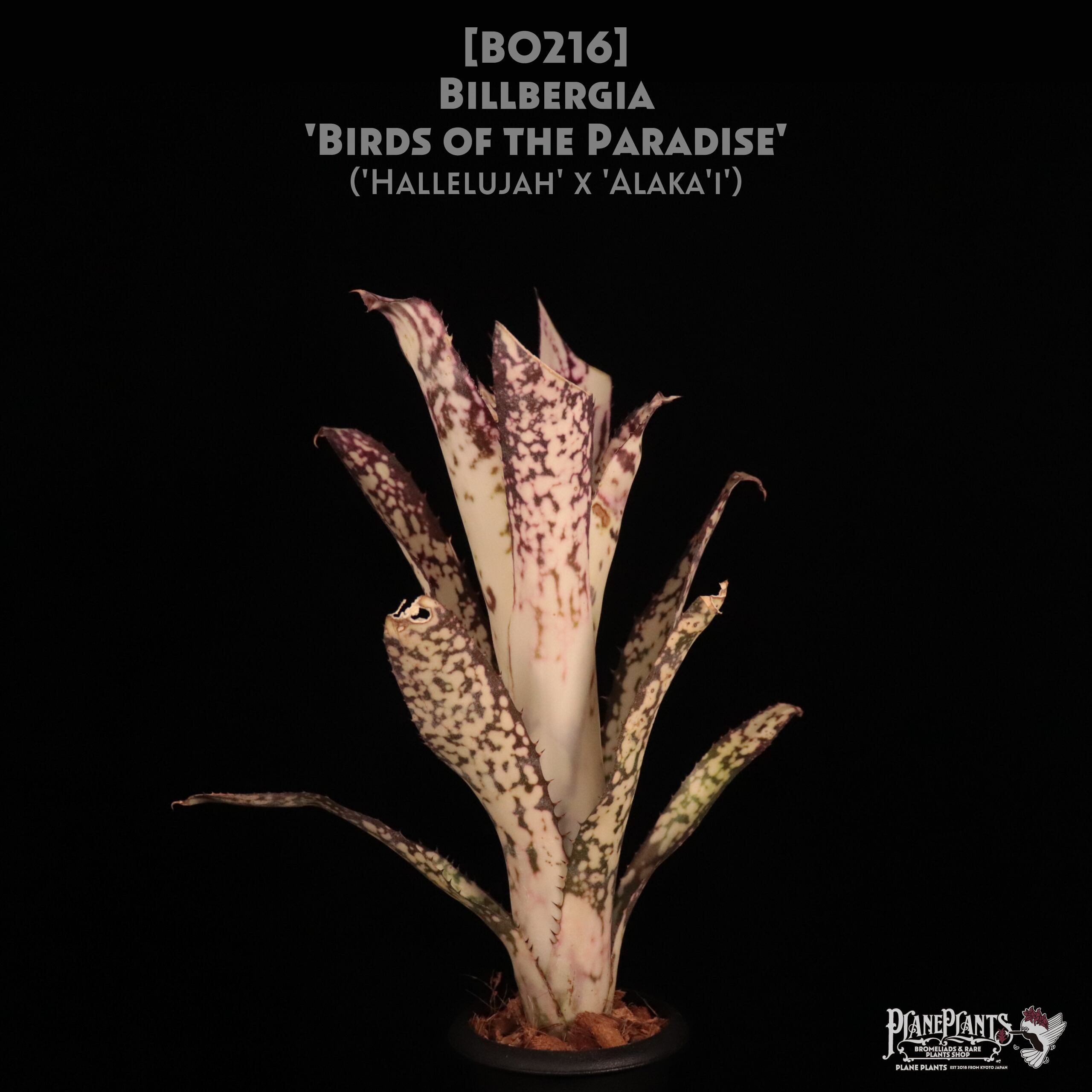 ビルベルギア 送料無料】Billbergia Birds of the Paradise (Hallelujah x Alaka'i