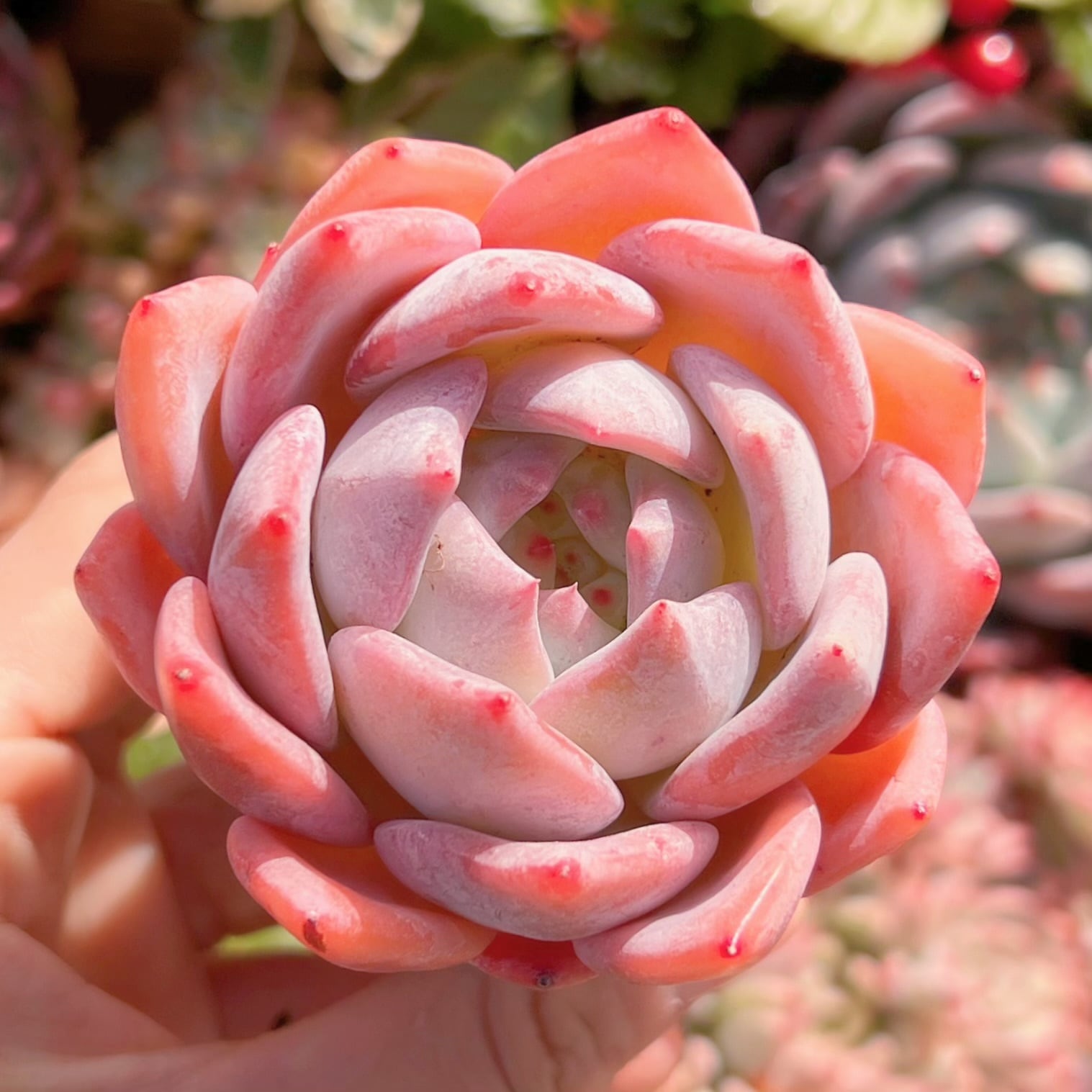 多肉植物 ストロベリーアーモンド 新入荷 | るる農園~多肉植物専門