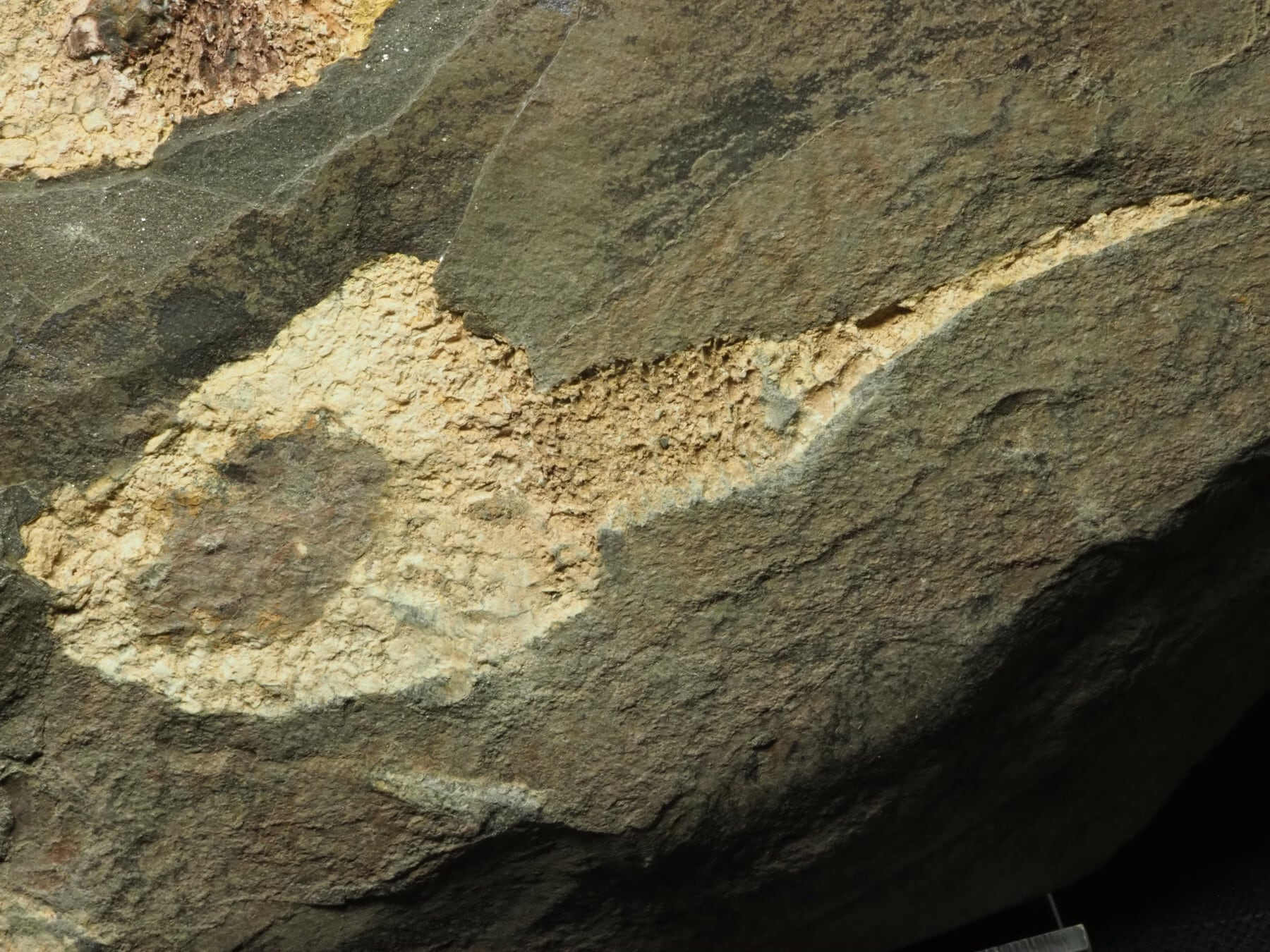 大型！超極上！棘皮動物の化石【Dendrocystites sp.】【1963g