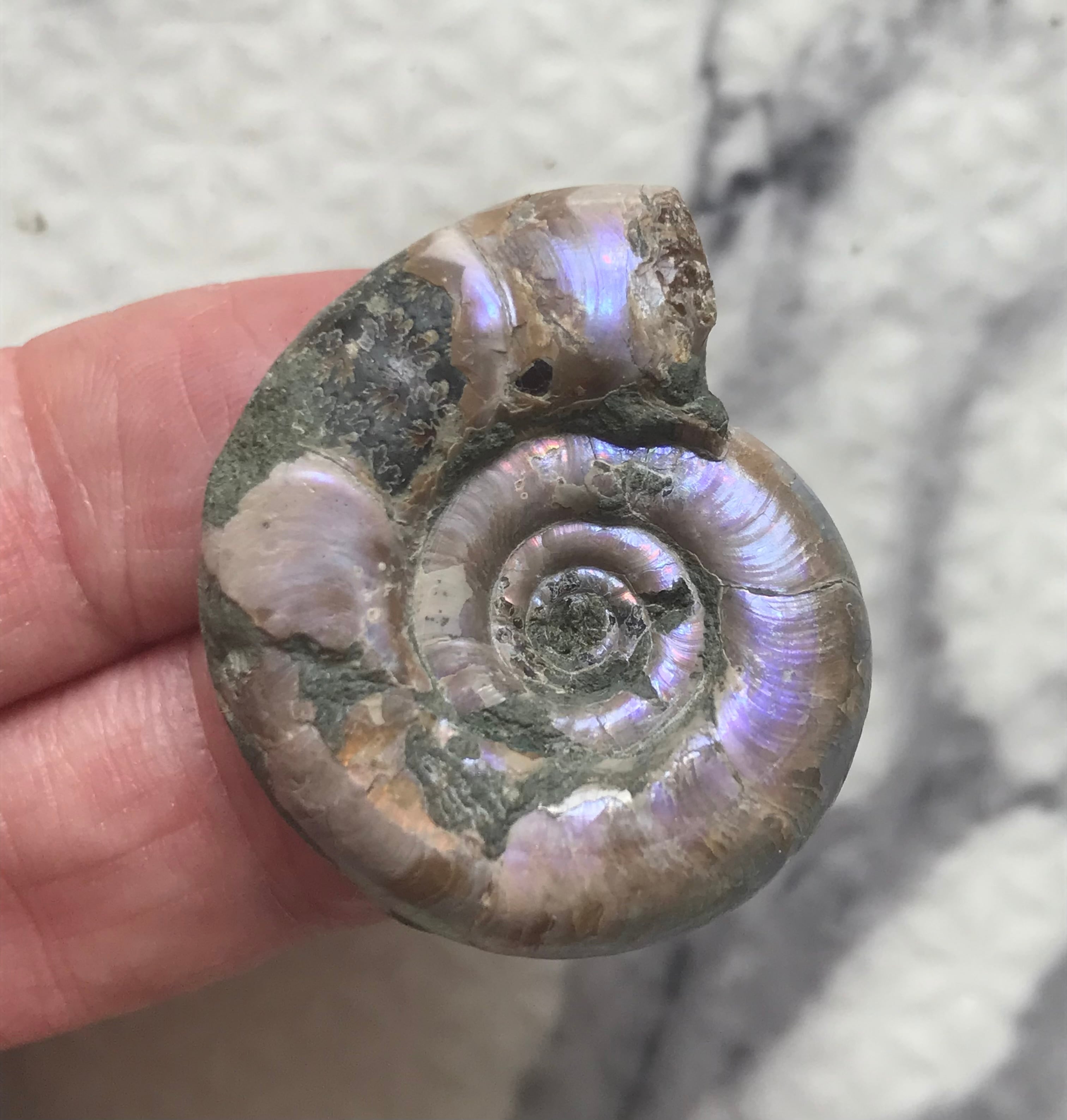 マダガスカル産 遊色虹色アンモナイト-紫（エオゴードリセラス）ピンク
