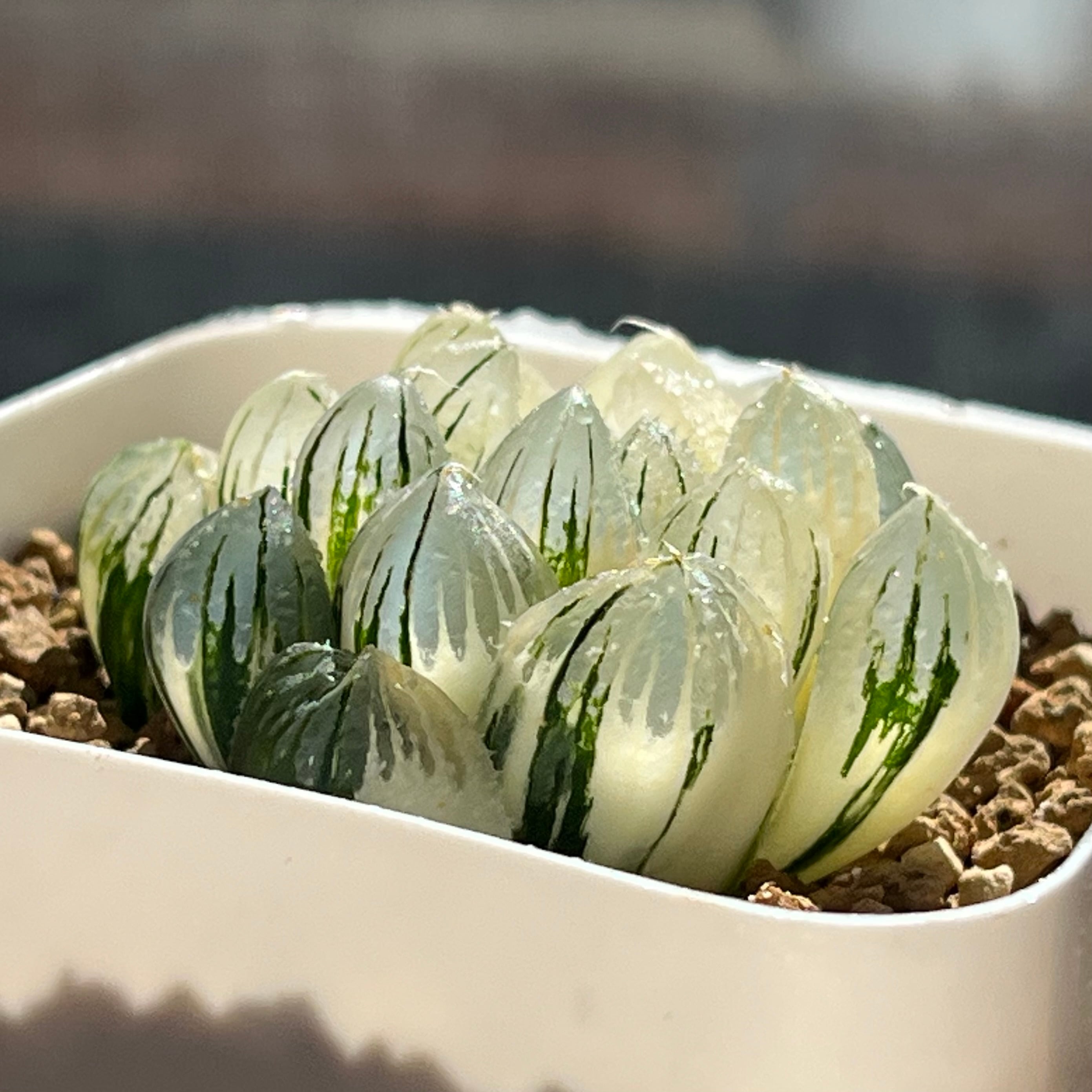 ハオルチア 黒玉露錦 | mocono_plants