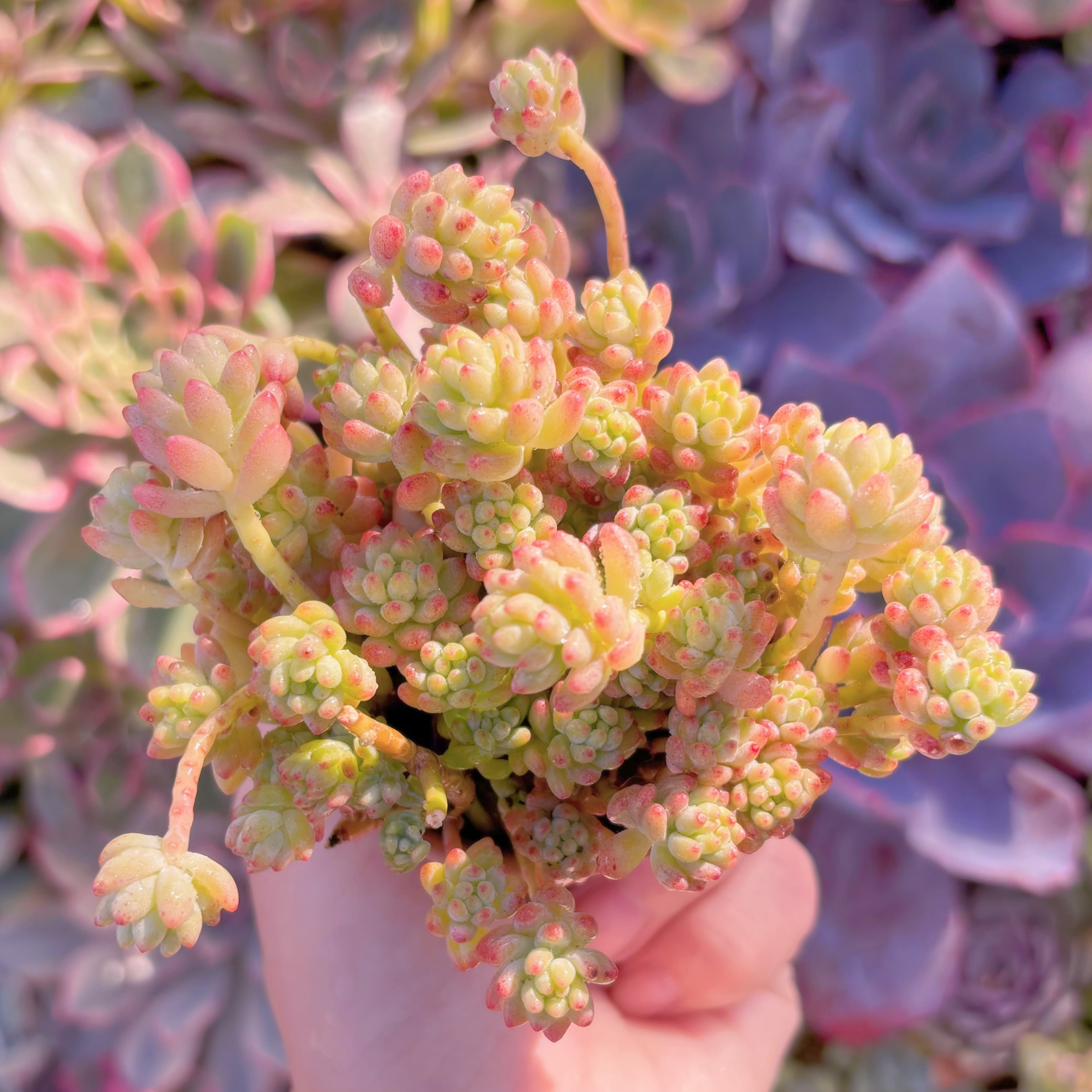 現品　Flower Group Variegata#F047　るる農園