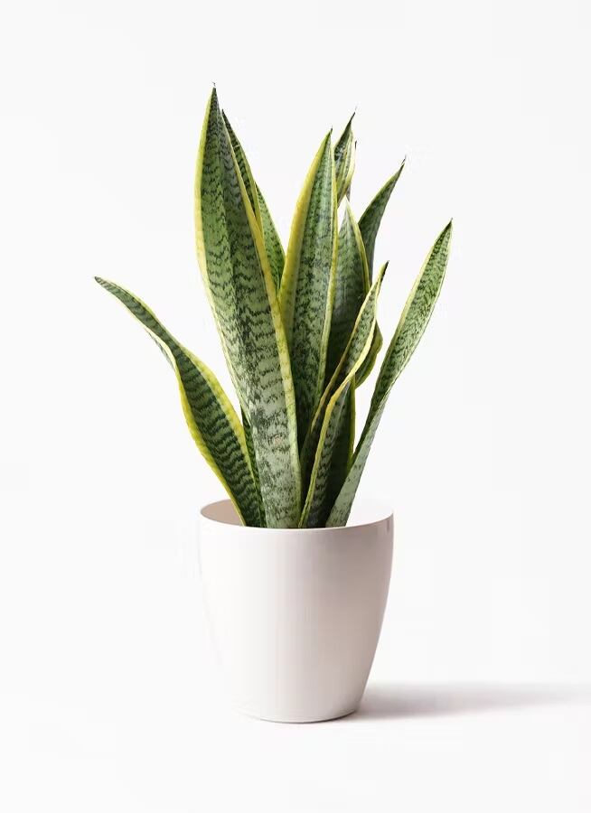 観葉植物 ドラセナ グローカル 10号 | CAgarden