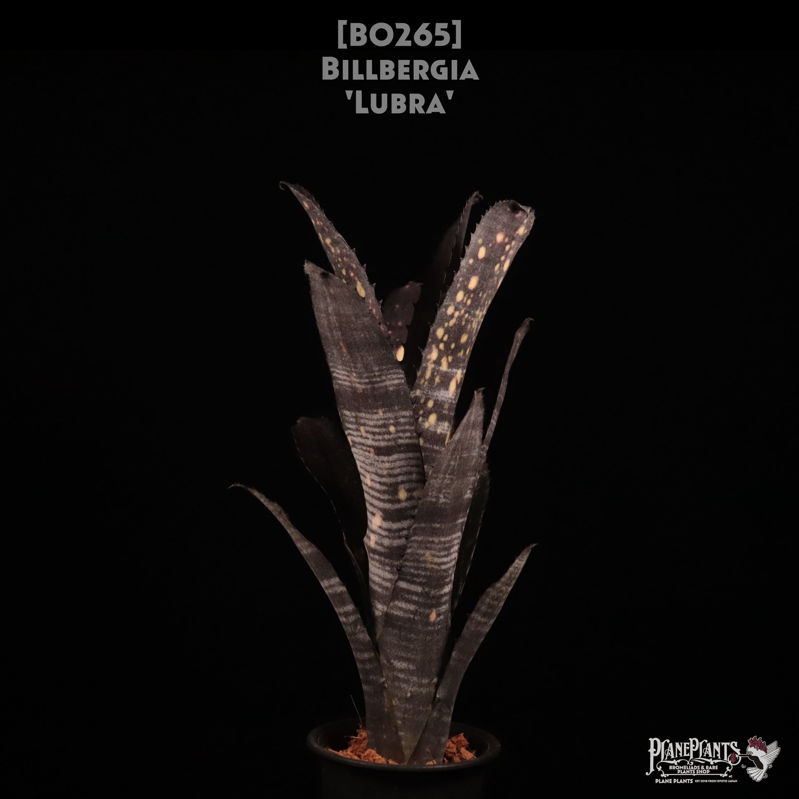 送料無料】Billbergia 'Lubra'〔ビルベルギア〕現品発送B0265 | plane