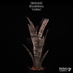 【送料無料】Billbergia 'Lubra'〔ビルベルギア〕現品発送B0265