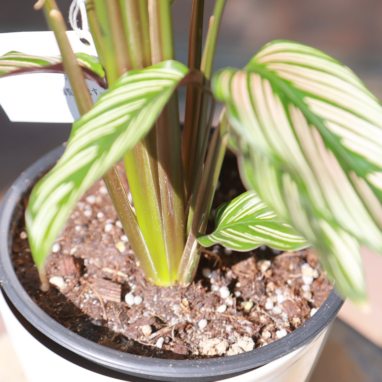 希少種】カラテア ホワイトスター○日陰に強い 観葉植物 耐陰性 風水 5