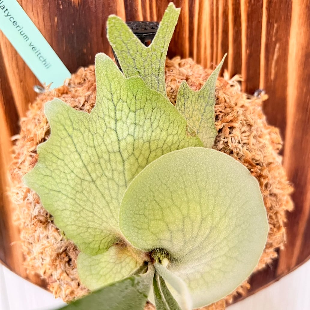 ビカクシダ veitchii wild vp#17 spore P. veitchii wild (vp#17