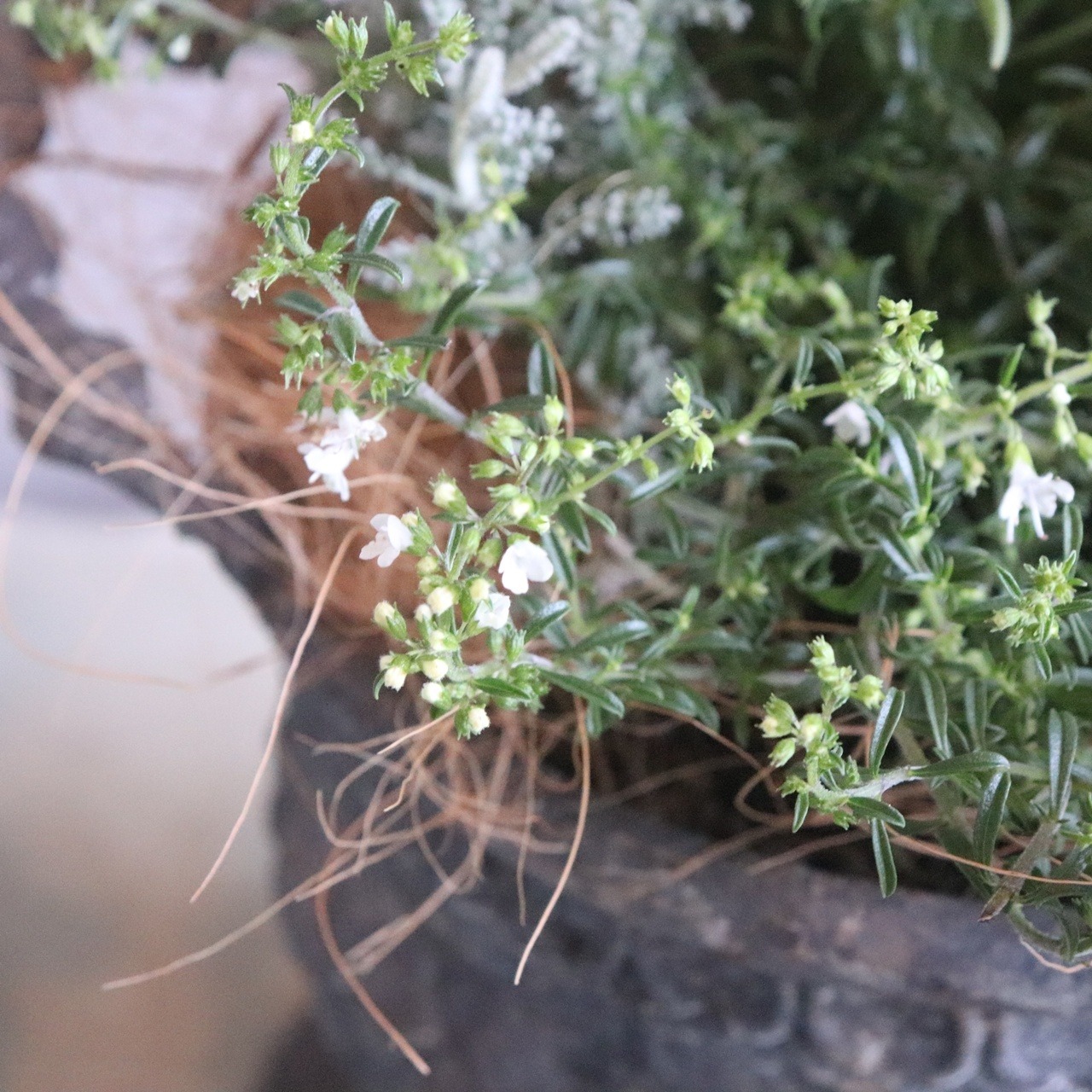 ヒメノキシスのシャビーシックな寄せ植え　｜届いてすぐ飾れる品｜玄関にオススメ｜新築・開店祝いギフト｜モンディマンシェ