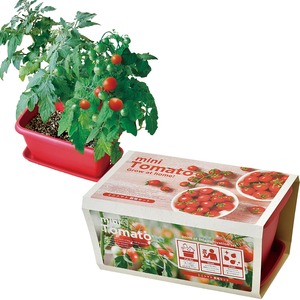 【在庫処分】聖新陶芸 冬 / 春 / 夏の 家庭菜園 簡単 栽培キット ゆったり育てる ミニトマト 野菜 栽培セット ( 自由研究 / 食育 ) 鉢約24×15cm ENJOY PLANTER VEGE 母の日 プレゼント 誕生日 GD-93102