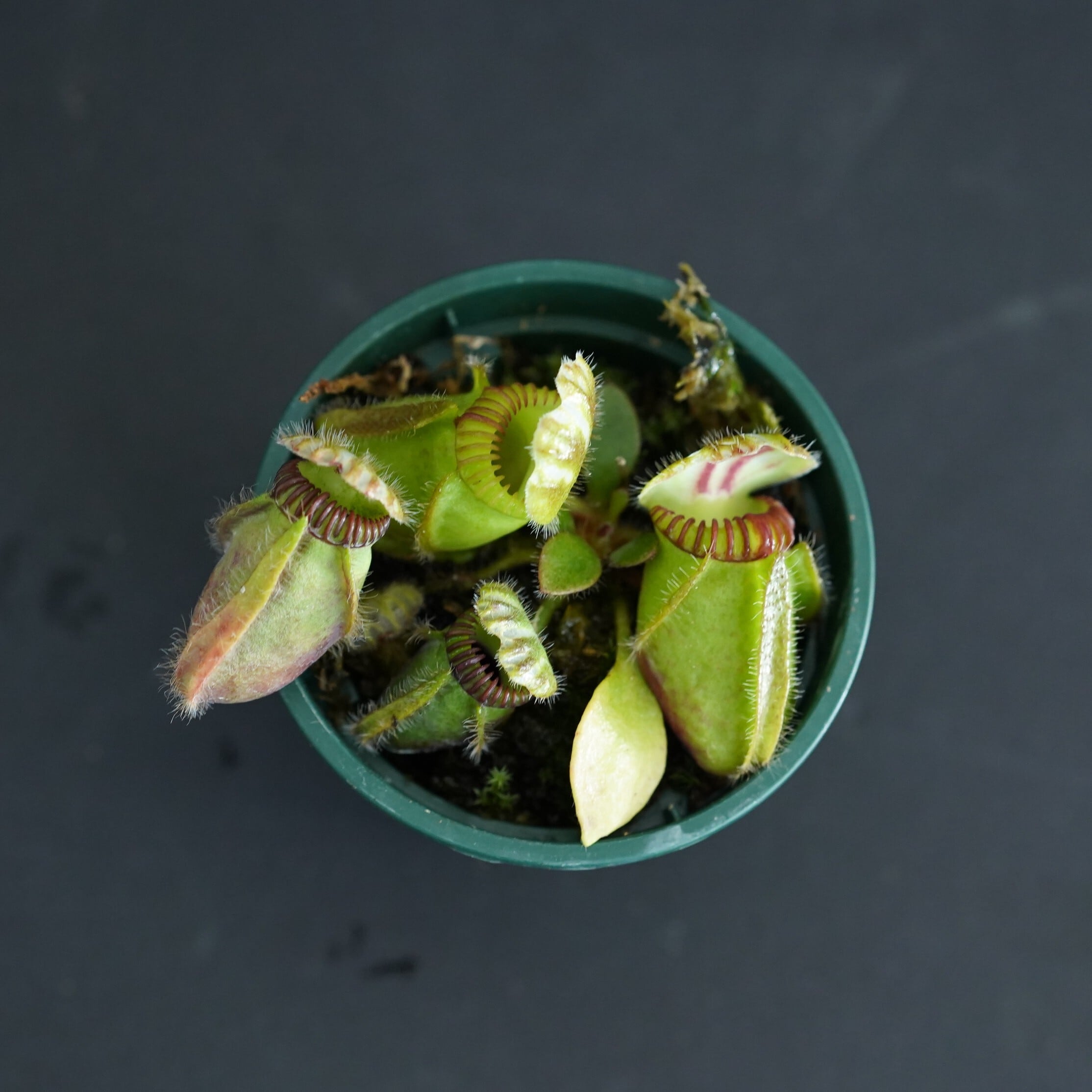セファロタス フォリキュラリス【食虫植物】 苔テラリウム作製用素材