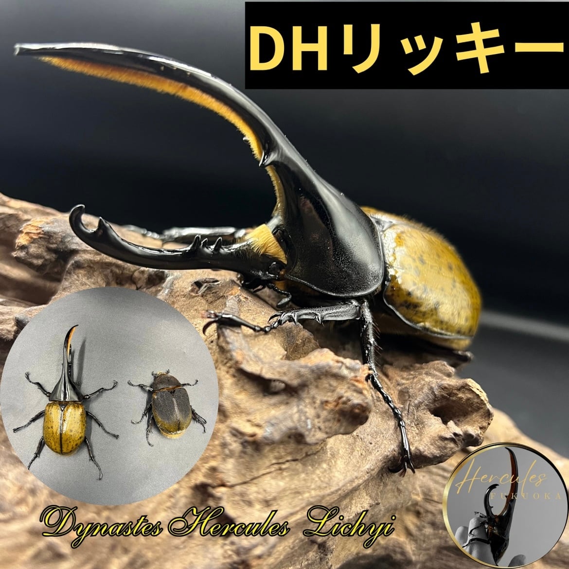 ヘラクレス福岡