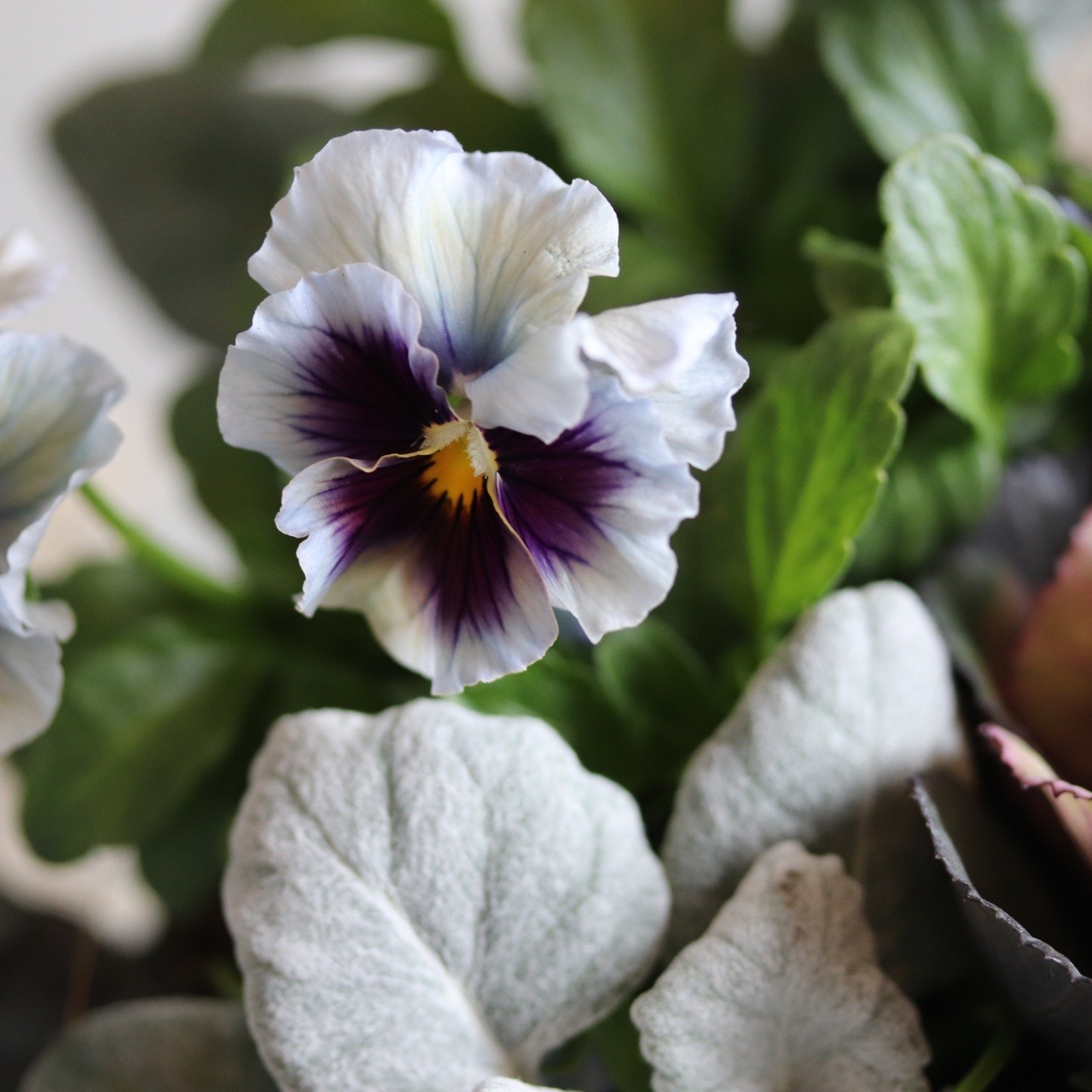 冬から春に楽しむ寄せ植え　アネモネファネモスのシックカラーのハンドカップの寄せ植え　お正月にオススメ　届いてすぐ玄関に飾れる 　プレゼントにもオススメ　