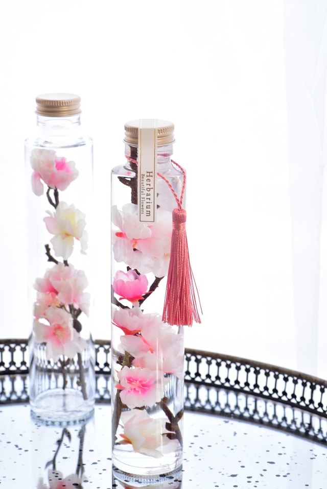 サクラのハーバリウム 角瓶 Ｌサイズ  ギフト用（化粧箱入ギフト包装）Herbarium SAKURA Flower Gift 外国人 受賞 合格 お祝い 手土産 プレゼント  Present