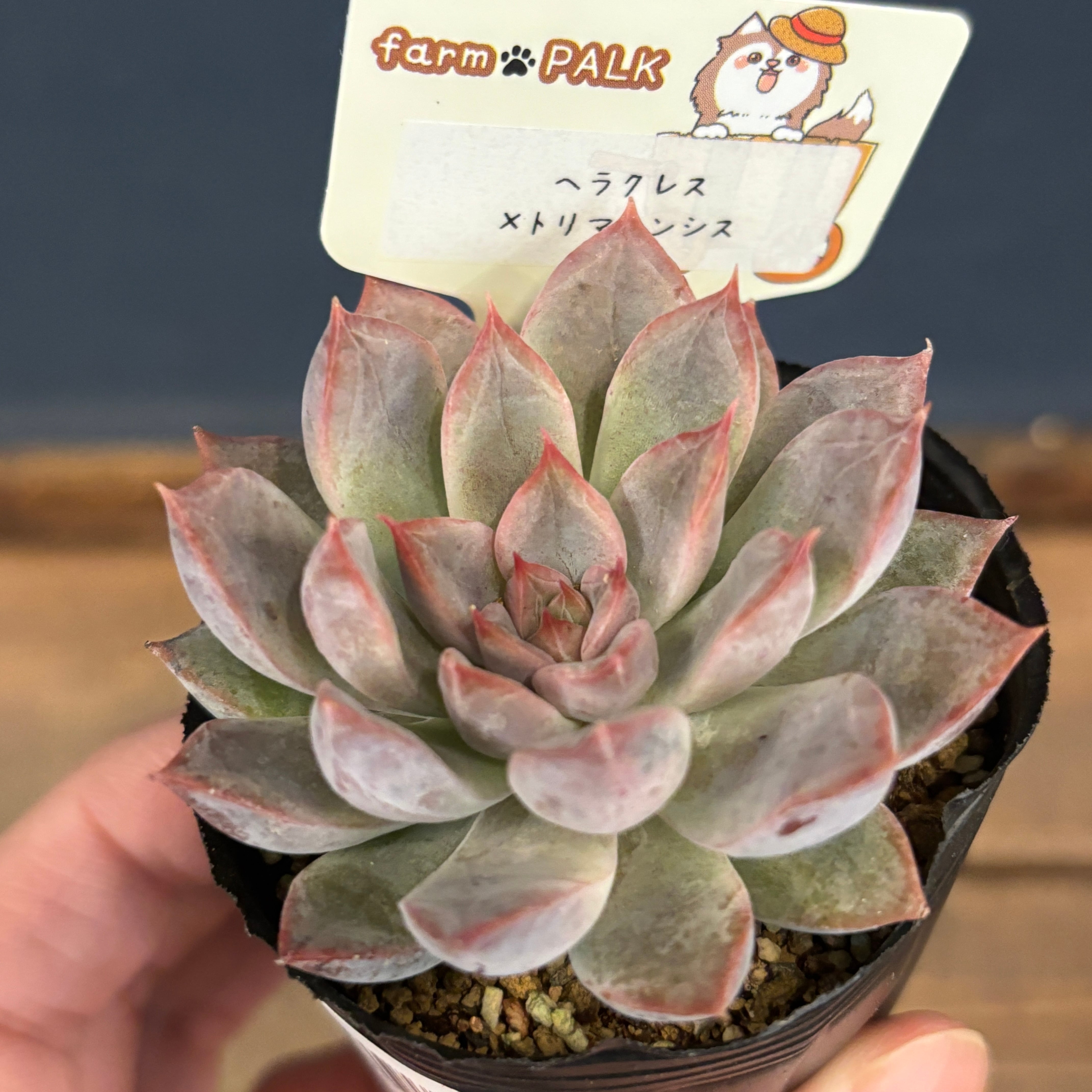 エケベリア | PROTOLEAF プロトリーフ