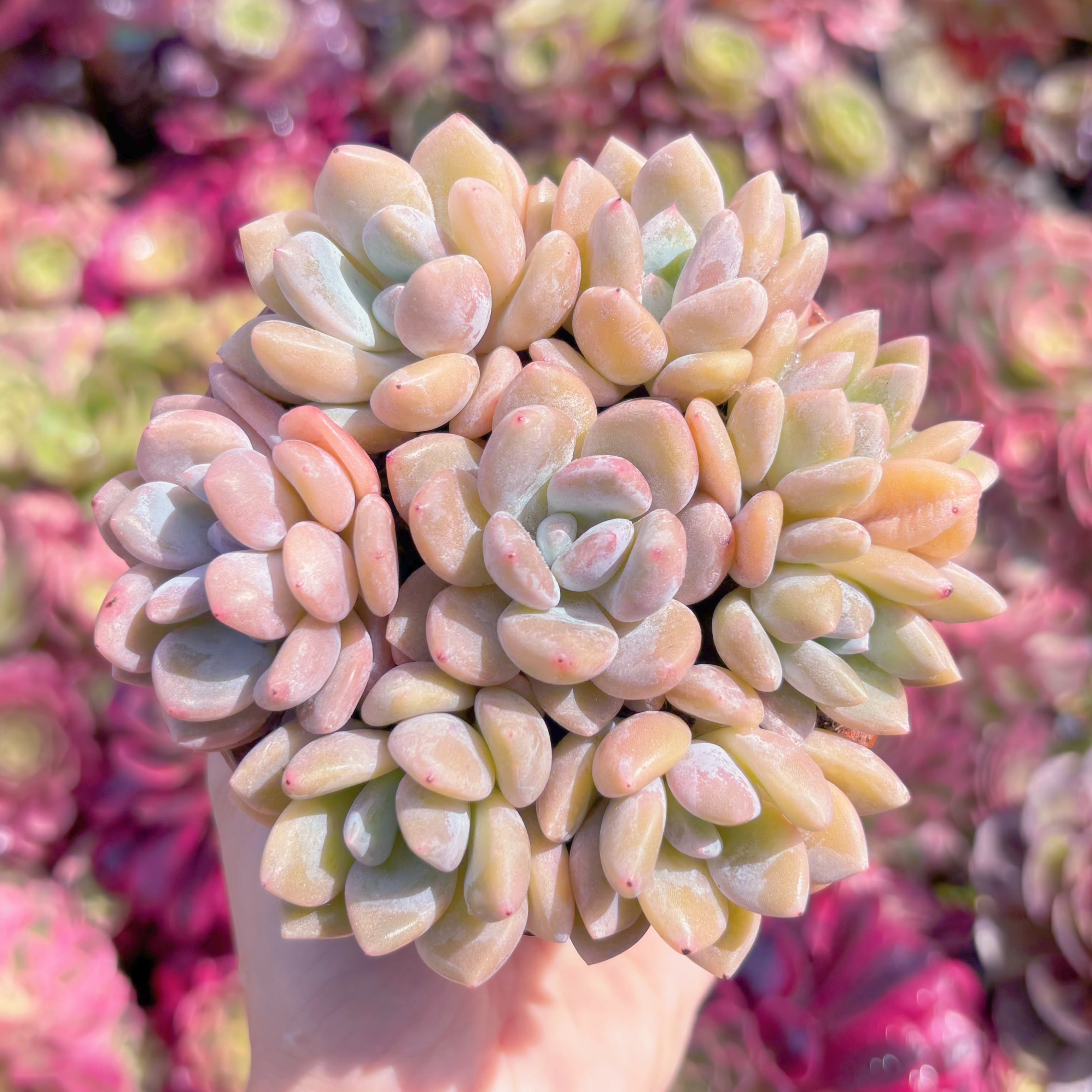 多肉植物　奥橙(7苗)　新入荷　るる農園