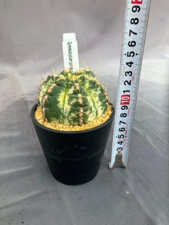 サボテン・ギムノカリキウム 海王丸 斑入り | 日本ライン花木センター