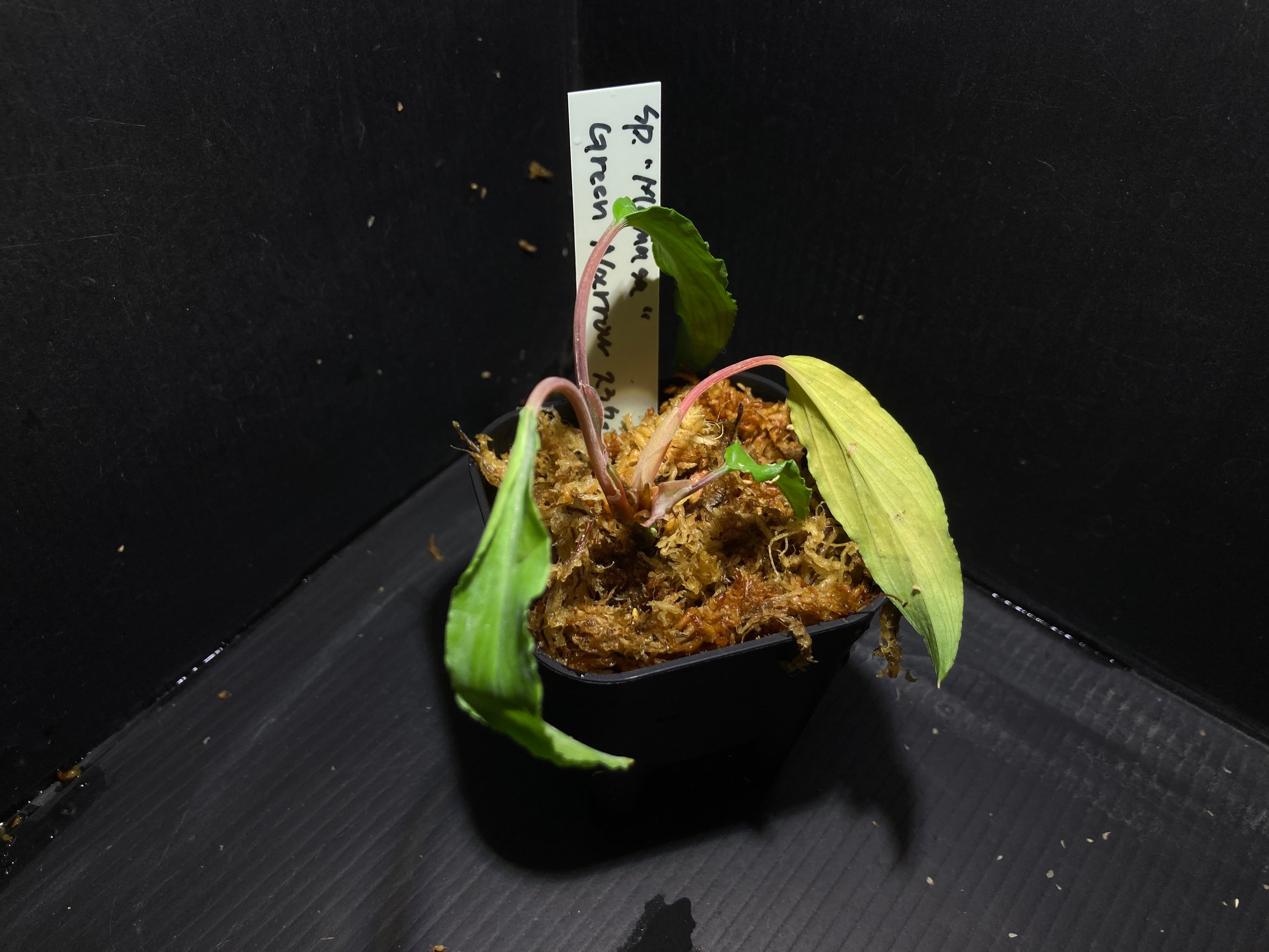 ホマロメナ | AquaFocus