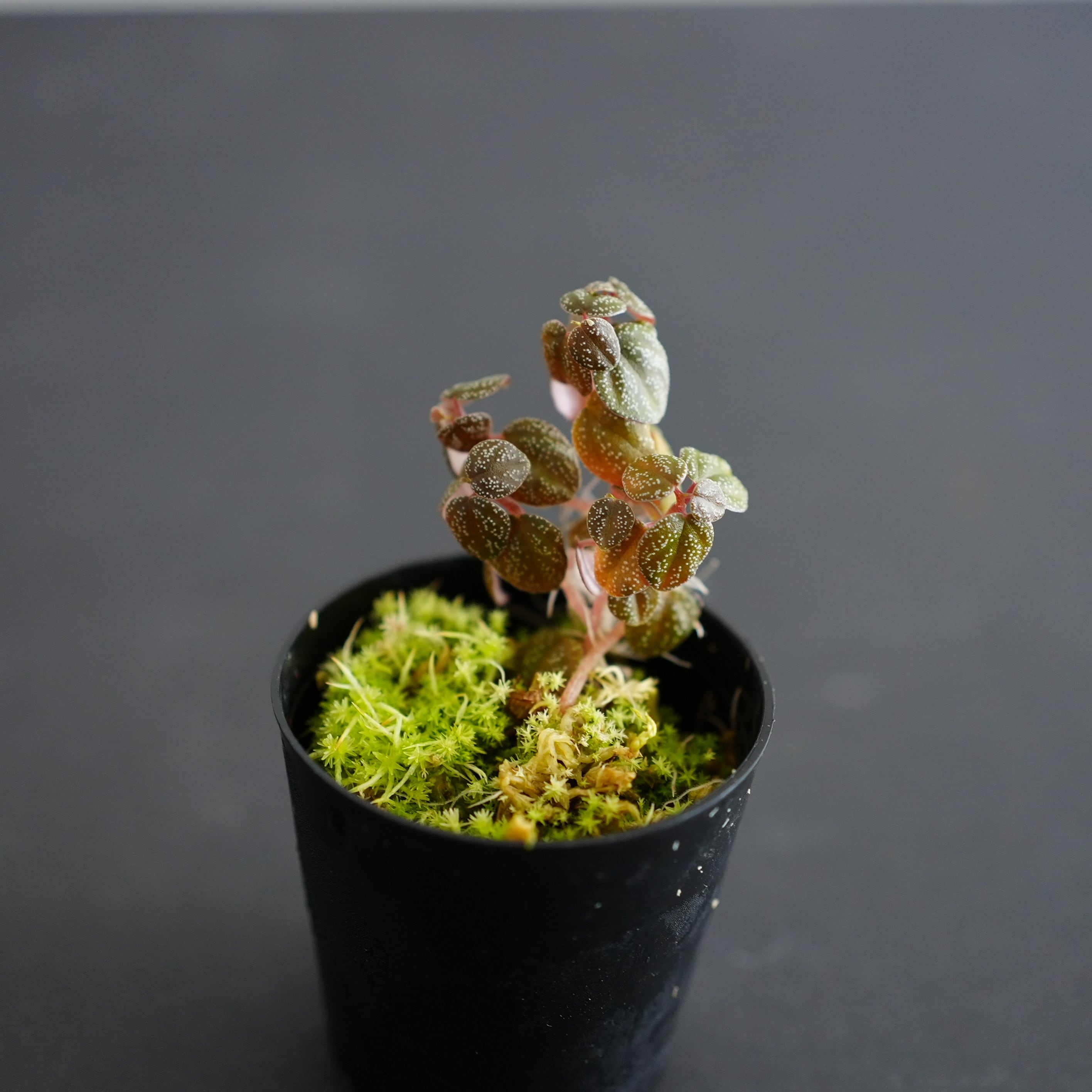 ペペロミア アントニアナ peperomia antoniana |テラリウム素材◆Lカップ
