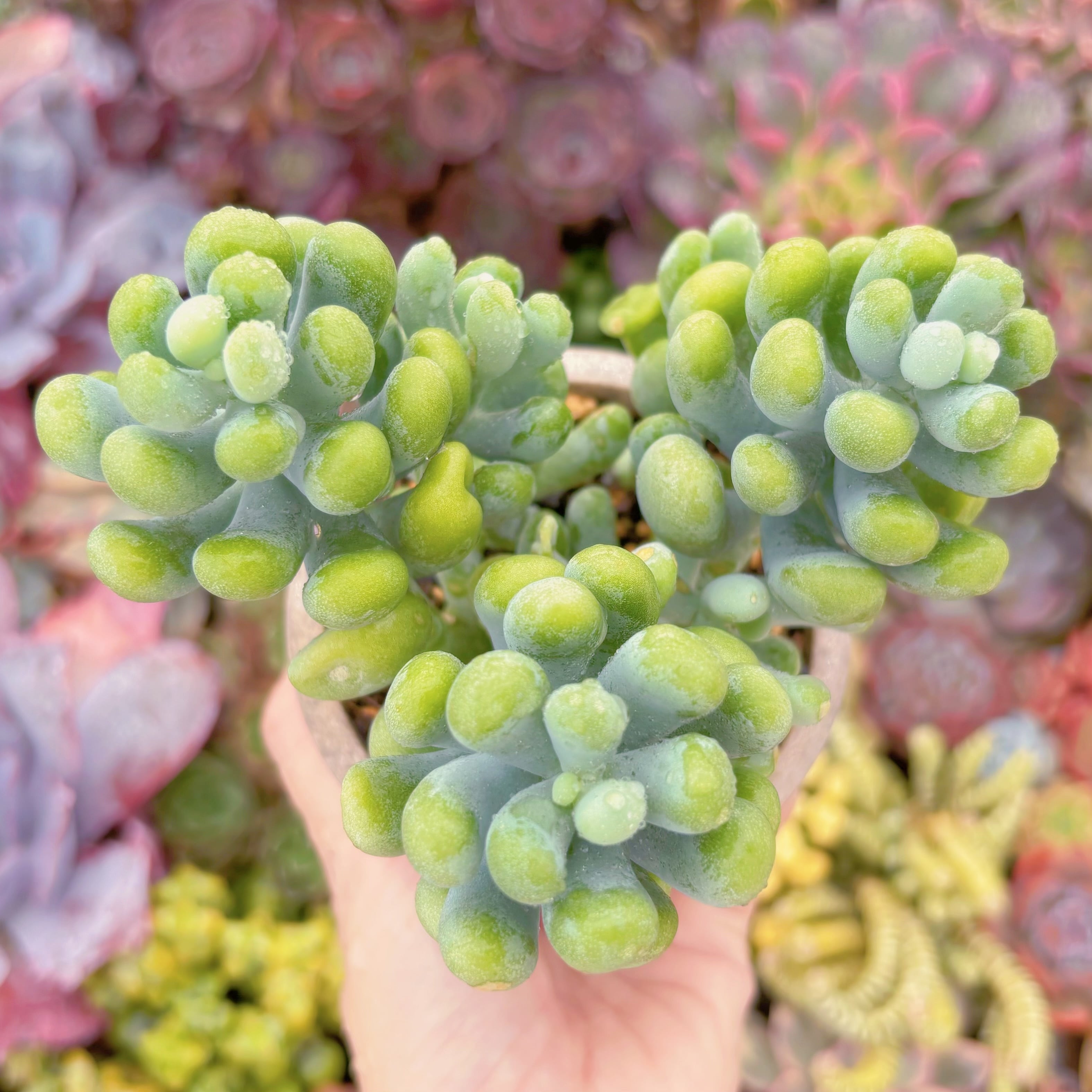 現品　バナナ美人#692　大群生　るる農園