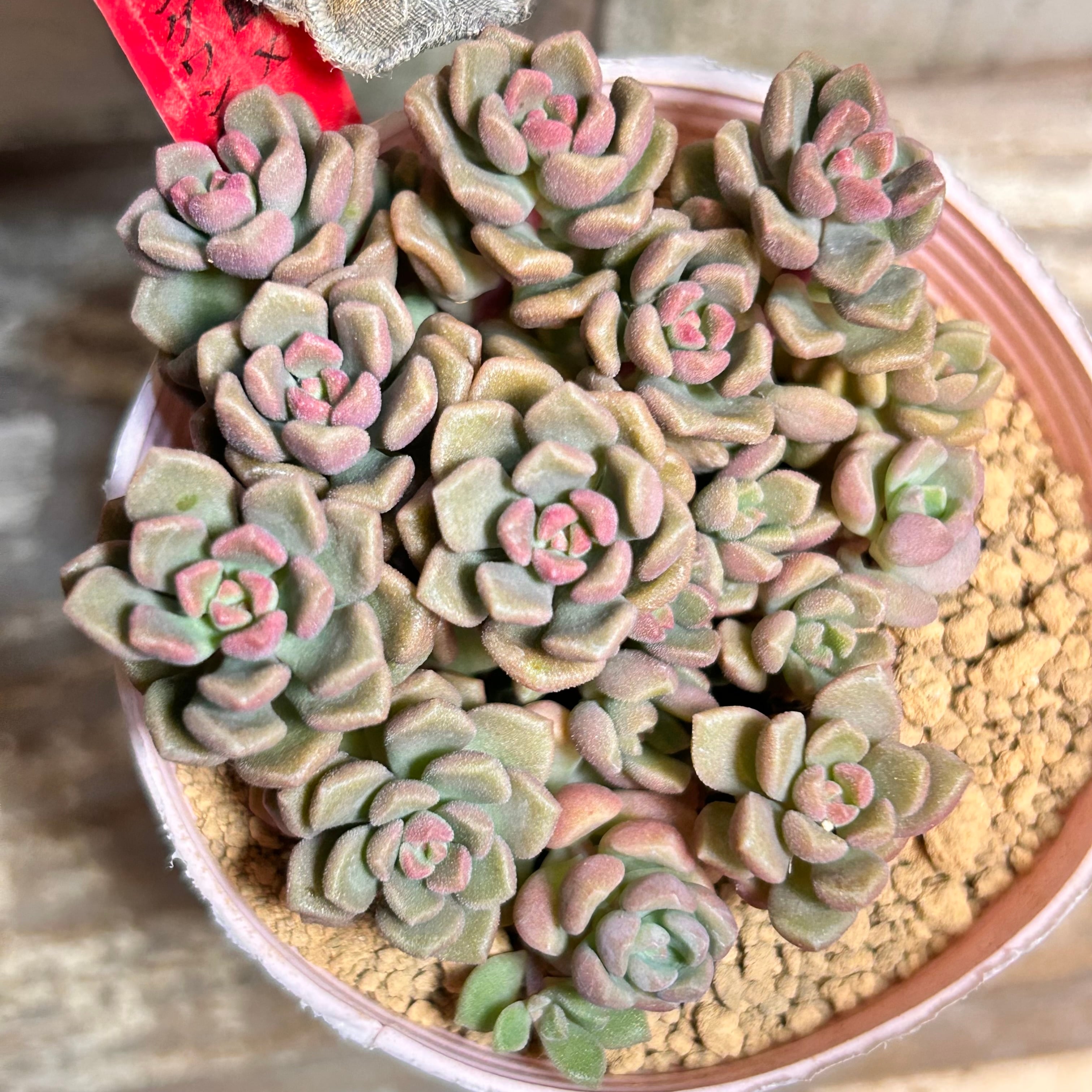 カローラ | RuPo 多肉植物専門店