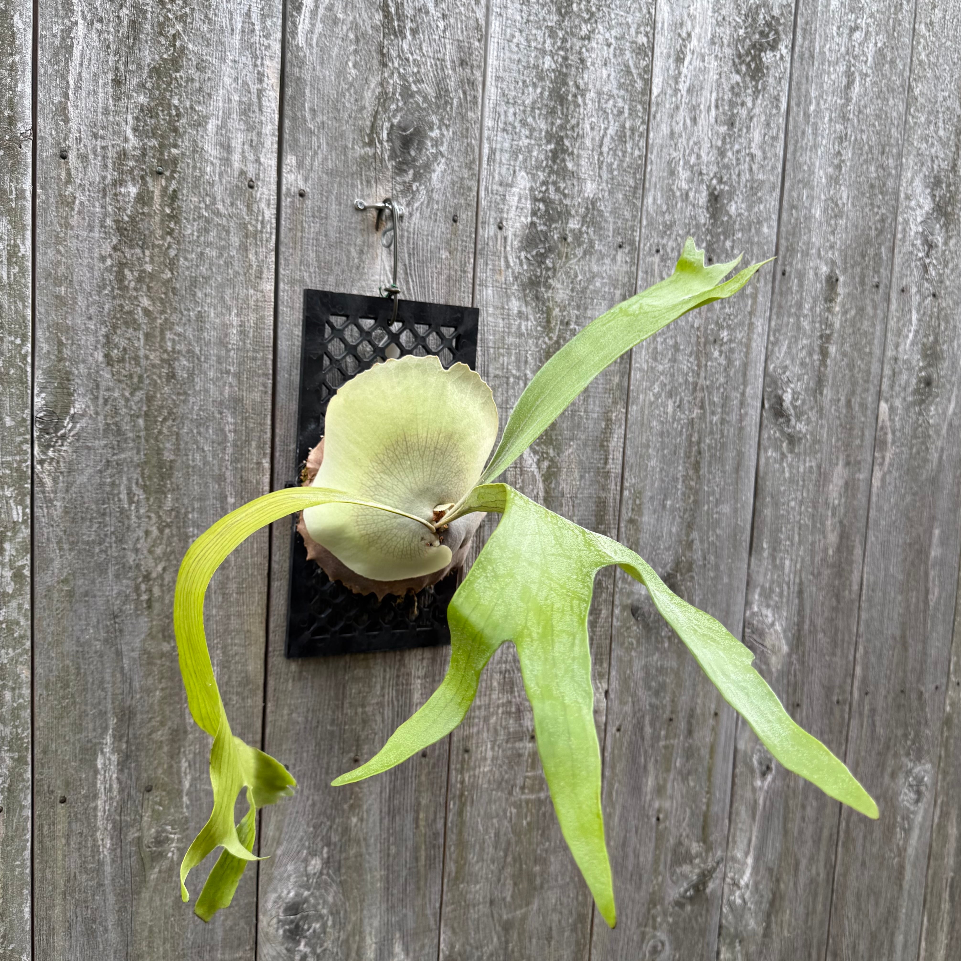 ビカクシダP. willinckii “Night Star（ナイトスター）