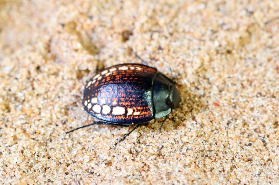 7mm♂】カタツムリみたいなコブスジツノゴミムシダマシ 標本