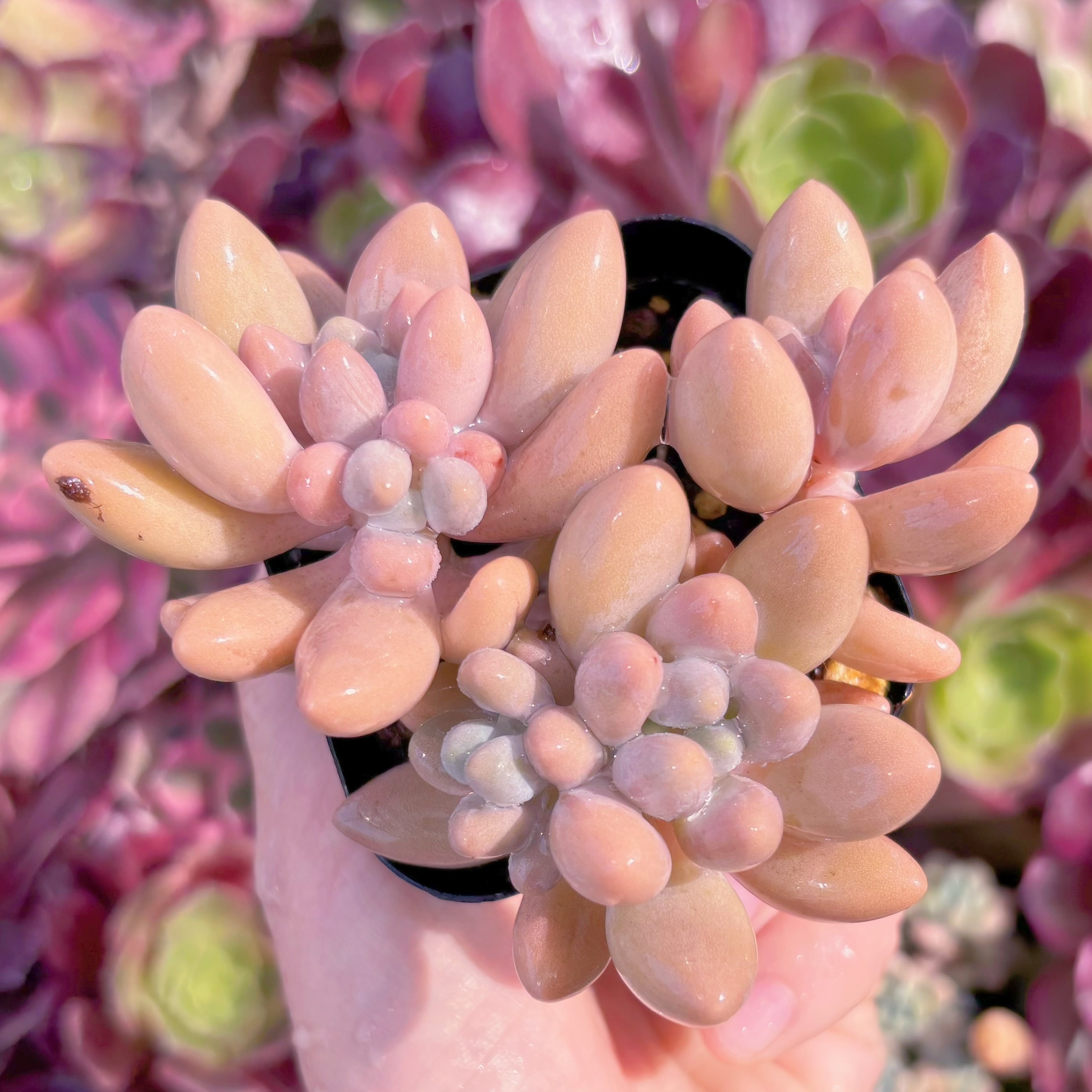 現品　ビューティーフィンガー#013　るる農園