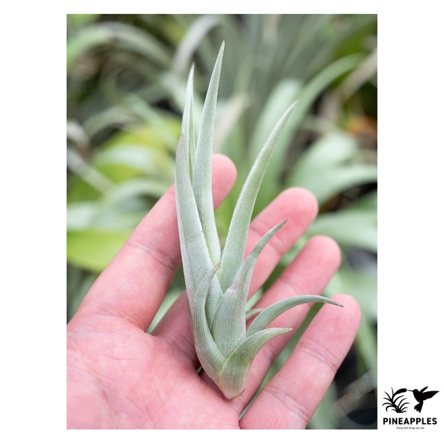 Tillandsia lotteae (Bolivia, Alt. 2500m)