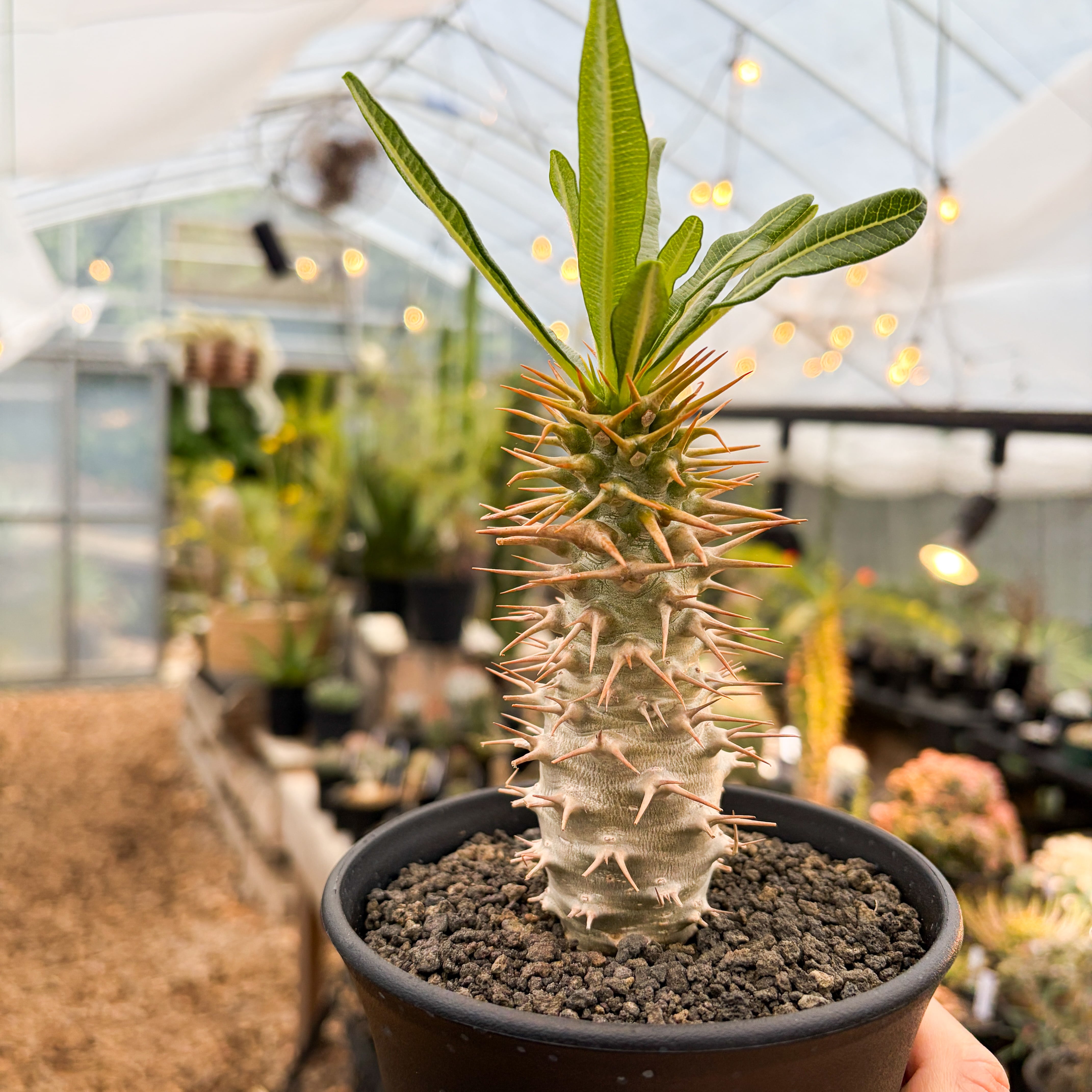 Pachypodium ambongense【パキポディウム・アンボンゲンセ・実生